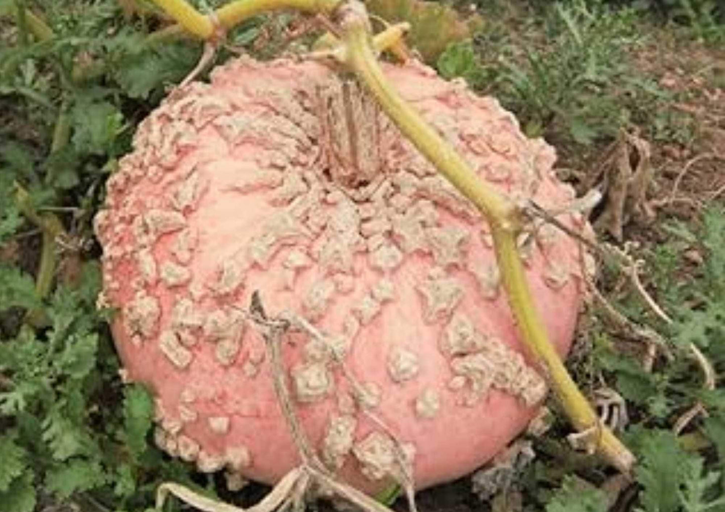 Galeux d’Eysines Pumpkin Seeds - 10+ French Heirloom Vegetable Seeds, Rare Warty Pink Peanut Pumpkin, Sweet Flavor