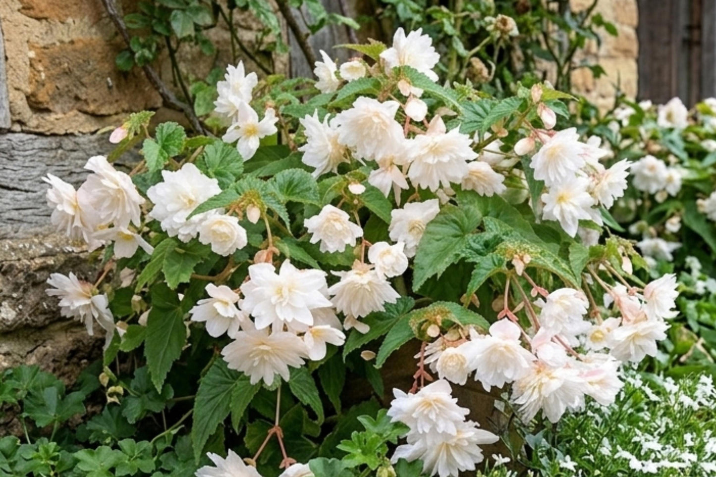 White Double Hanging Basket Begonia Bulbs – Cascading Flowers for Gardens – Begonia x tuberhybrida – 2 Live Flower Bulbs