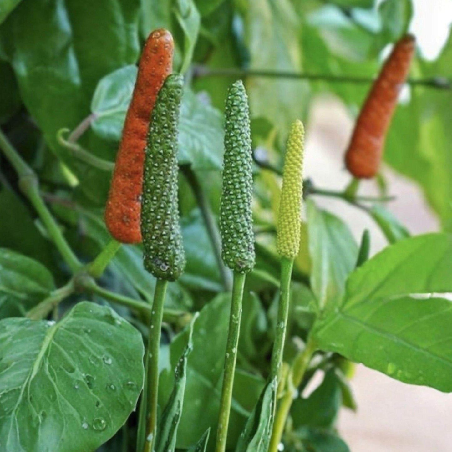 Piper Longum Live Plant | Long Pepper Spice Starter | Tropical Vine for Garden or Container Growing