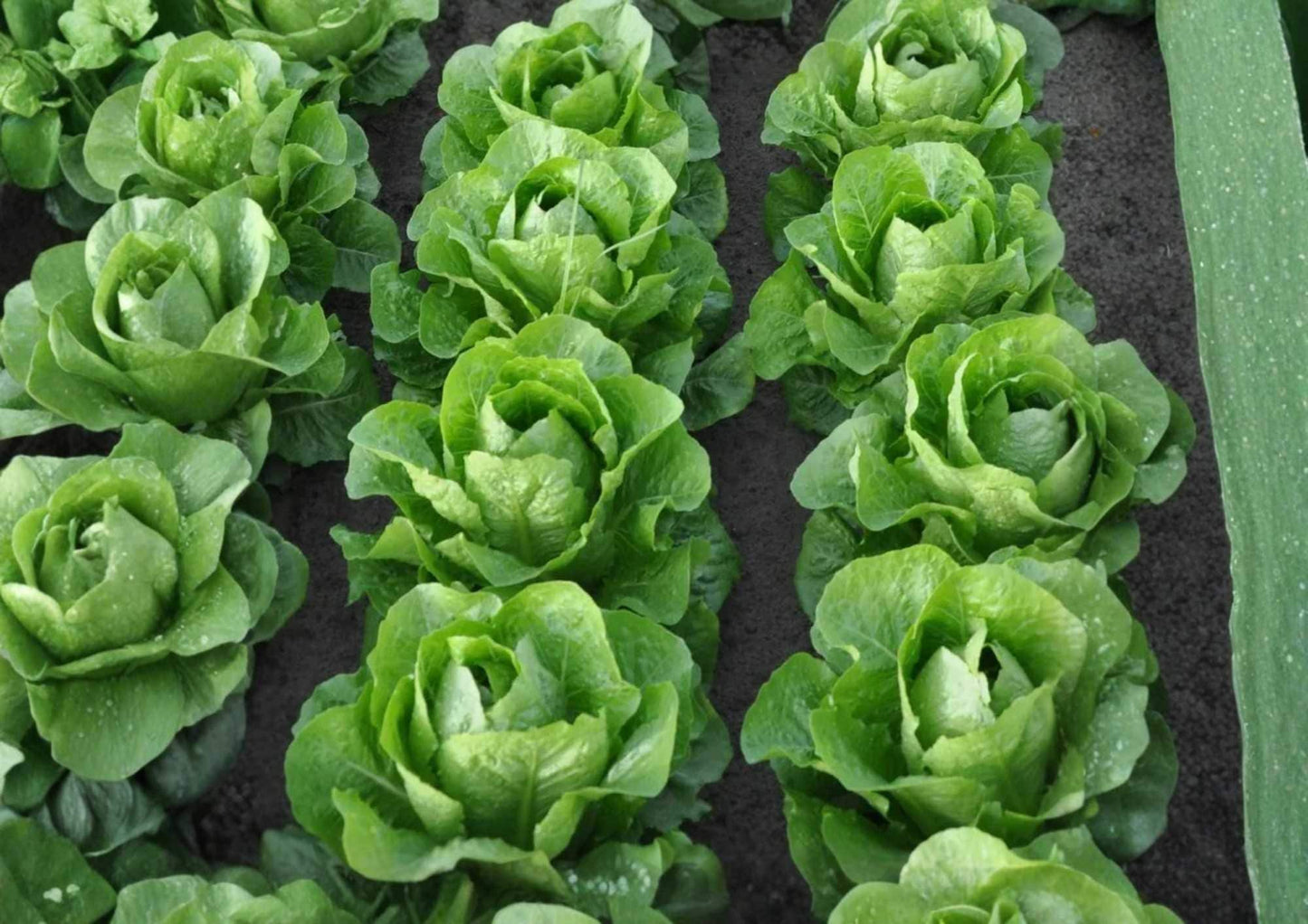 Giant Caesar Romaine Lettuce Seeds - 1000+ Heirloom Vegetable Seeds for Garden Planting - Crisp Salad Greens, High Yield