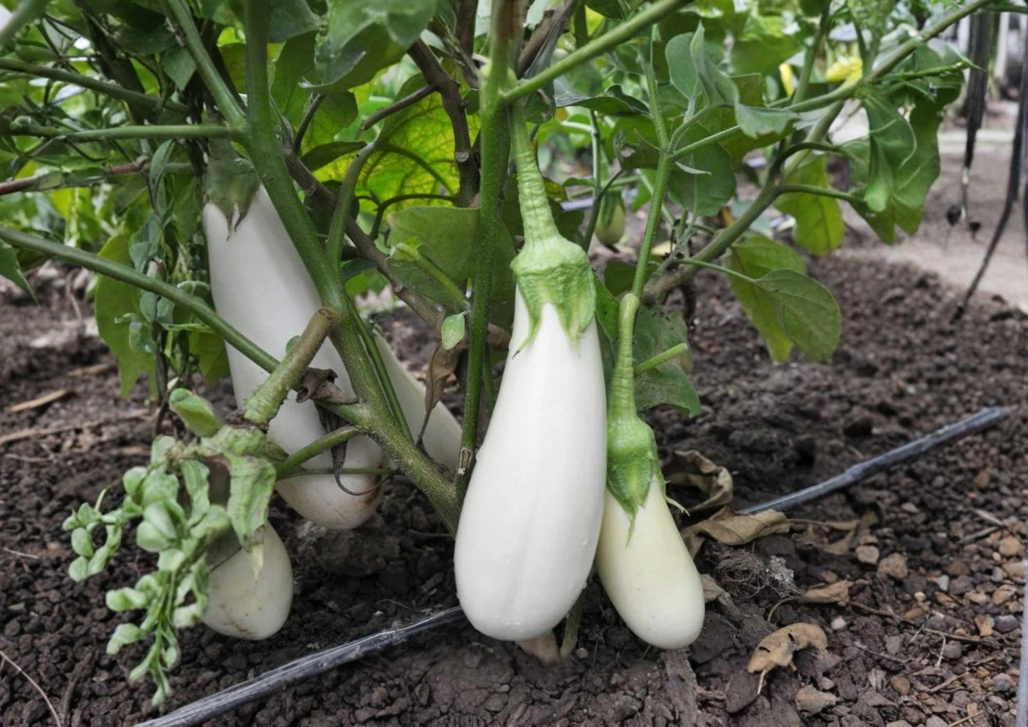 200+ Snowy White Eggplant Seeds | Heirloom Rare Vegetable | Small Oval Mild Gourmet | Solanum melongena