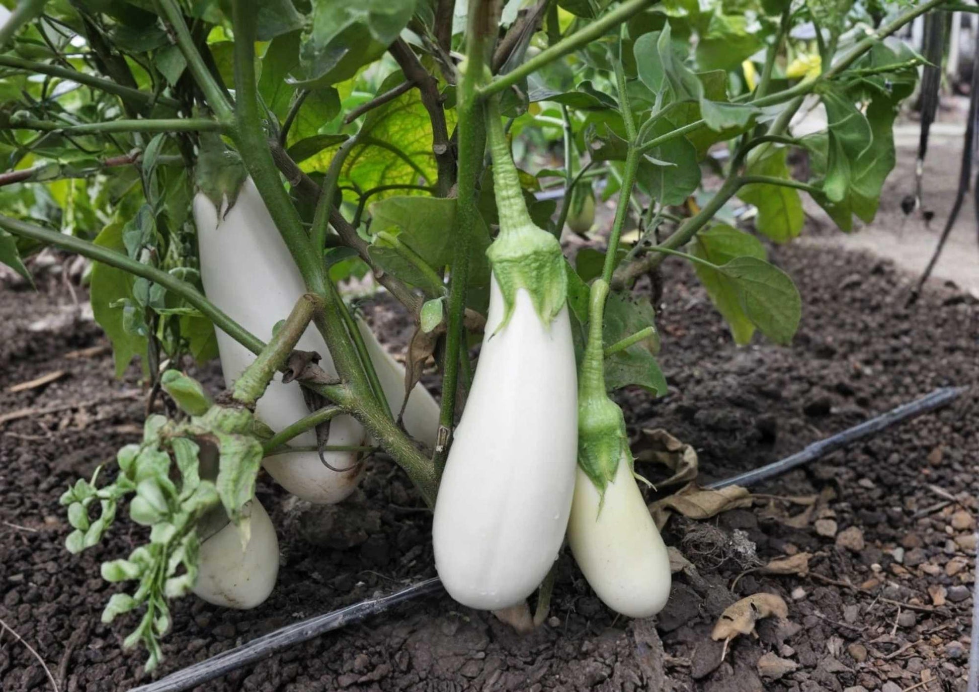 200+ Snowy White Eggplant Seeds | Heirloom Rare Vegetable | Small Oval Mild Gourmet | Solanum melongena