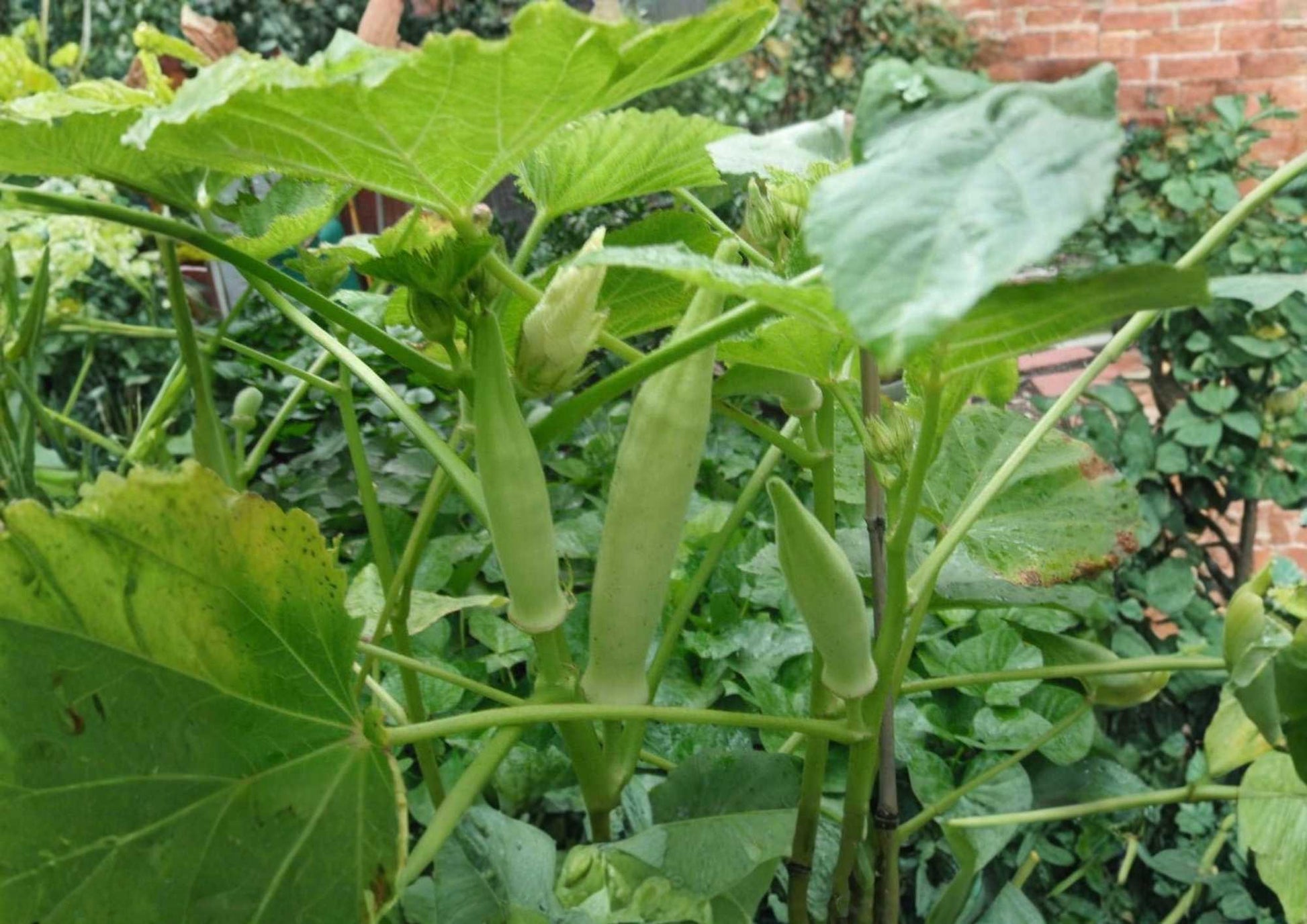 50+ Silver Queen Okra Seeds | Heirloom Southern Okra Variety | High Yield Tender Green Pods | Abelmoschus esculentus