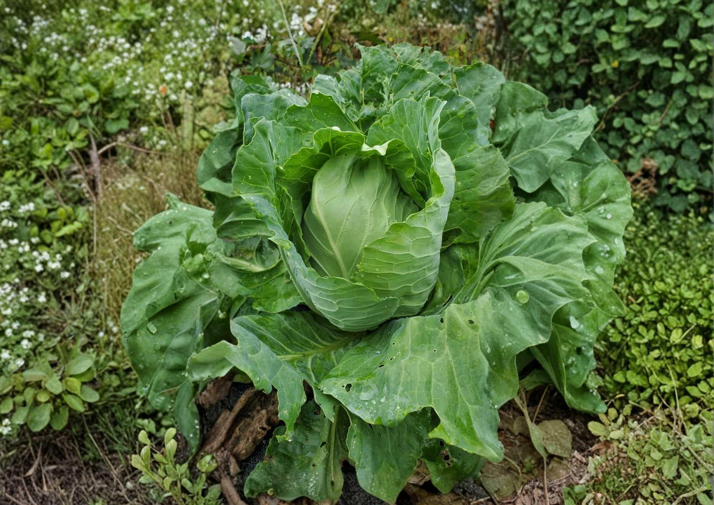 Georgia Southern Collard Seeds - 200+ Heirloom Vegetable Seeds for Garden Planting - Large Tender Green Leaves