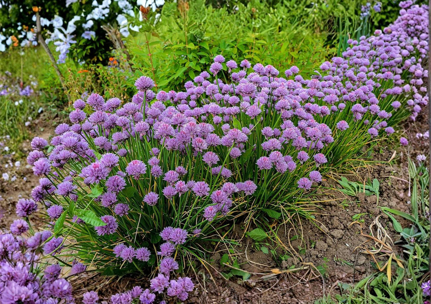 Chives Seeds - 500+ Count Perennial Herb Seeds for Garden Planting - Allium schoenoprasum - Mild Onion Flavor Culinary Herb
