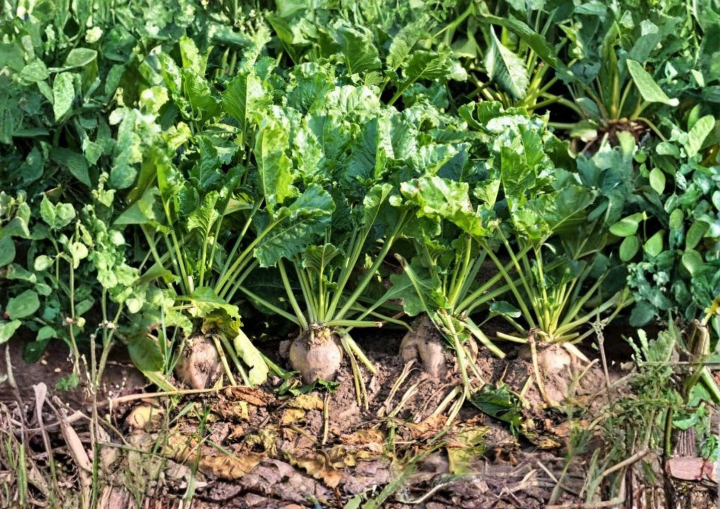 Sugar Beet Seeds - 200+ Heirloom Vegetable Seeds, High Sugar Content White Beets, Natural Sweetener Variety, Beta vulgaris