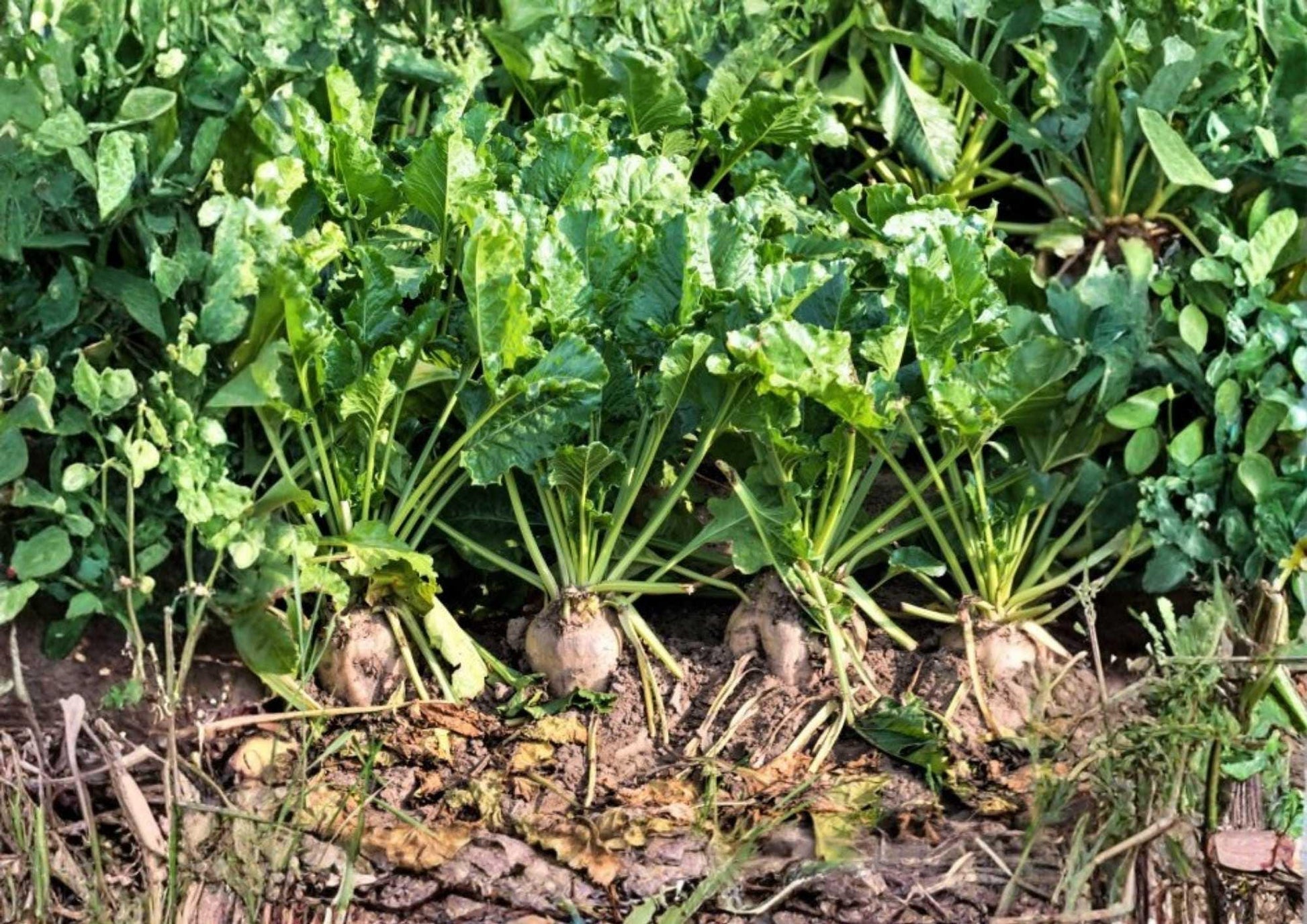 Sugar Beet Seeds - 200+ Heirloom Vegetable Seeds, High Sugar Content White Beets, Natural Sweetener Variety, Beta vulgaris