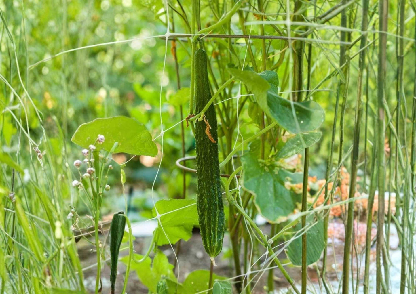 25+ Japanese Long Cucumber Seeds, Heirloom Burpless Variety, Crisp Sweet Green Cucumbers, Cucumis sativus
