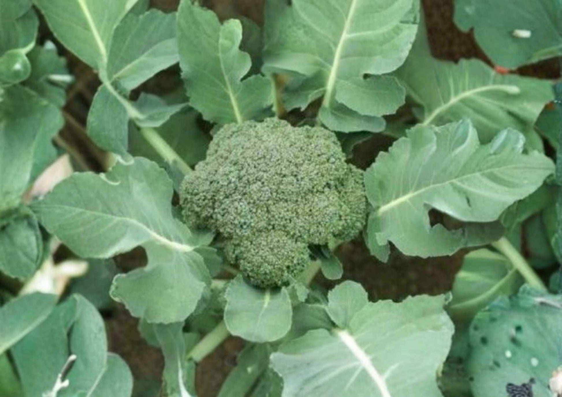 Waltham 29 Broccoli Seeds - Heirloom Organic Non-GMO Vegetable Seeds for Garden Planting - Cold Hardy High Yield - Brassica oleracea