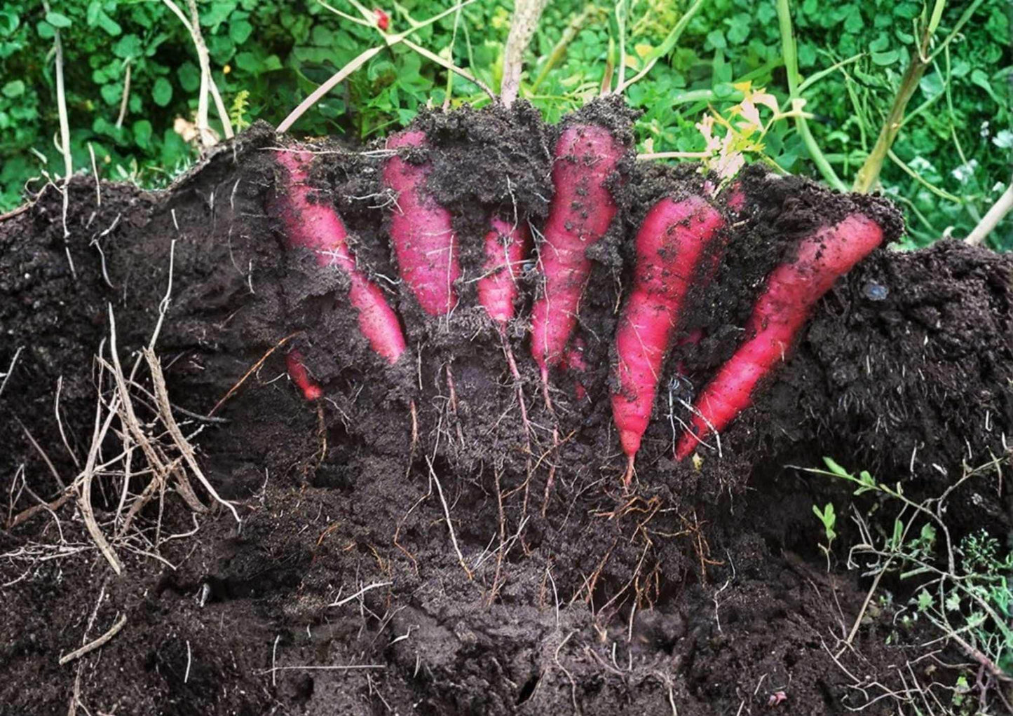 Cosmic Purple Carrot Seeds - 200+ Heirloom Non-GMO Vegetable Seeds for Garden Planting - Daucus carota
