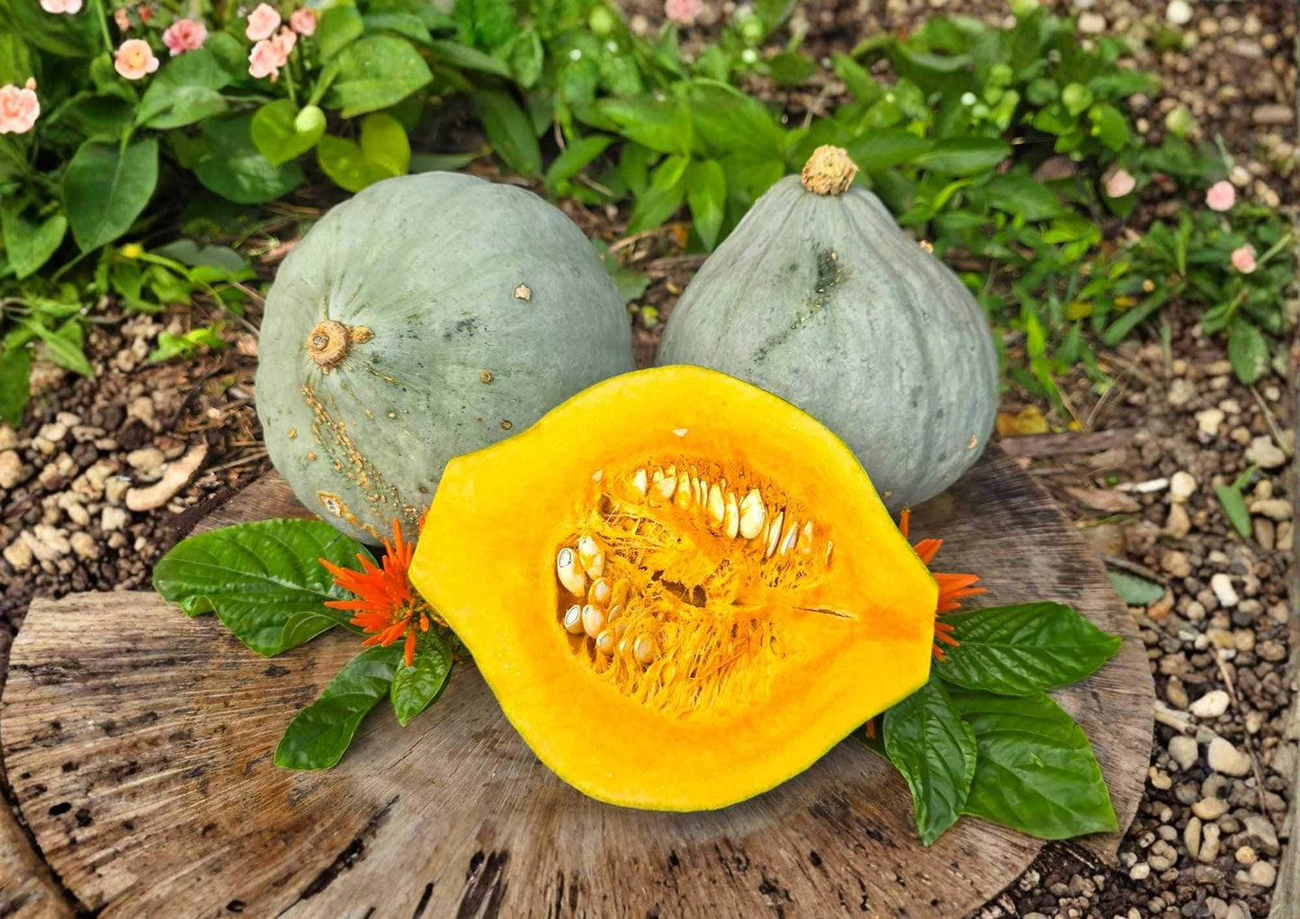 Giant Blue Hubbard Squash Seeds - 10+ Heirloom Non-GMO Rare Vegetable Seeds for Garden Planting - Sweet Winter Squash