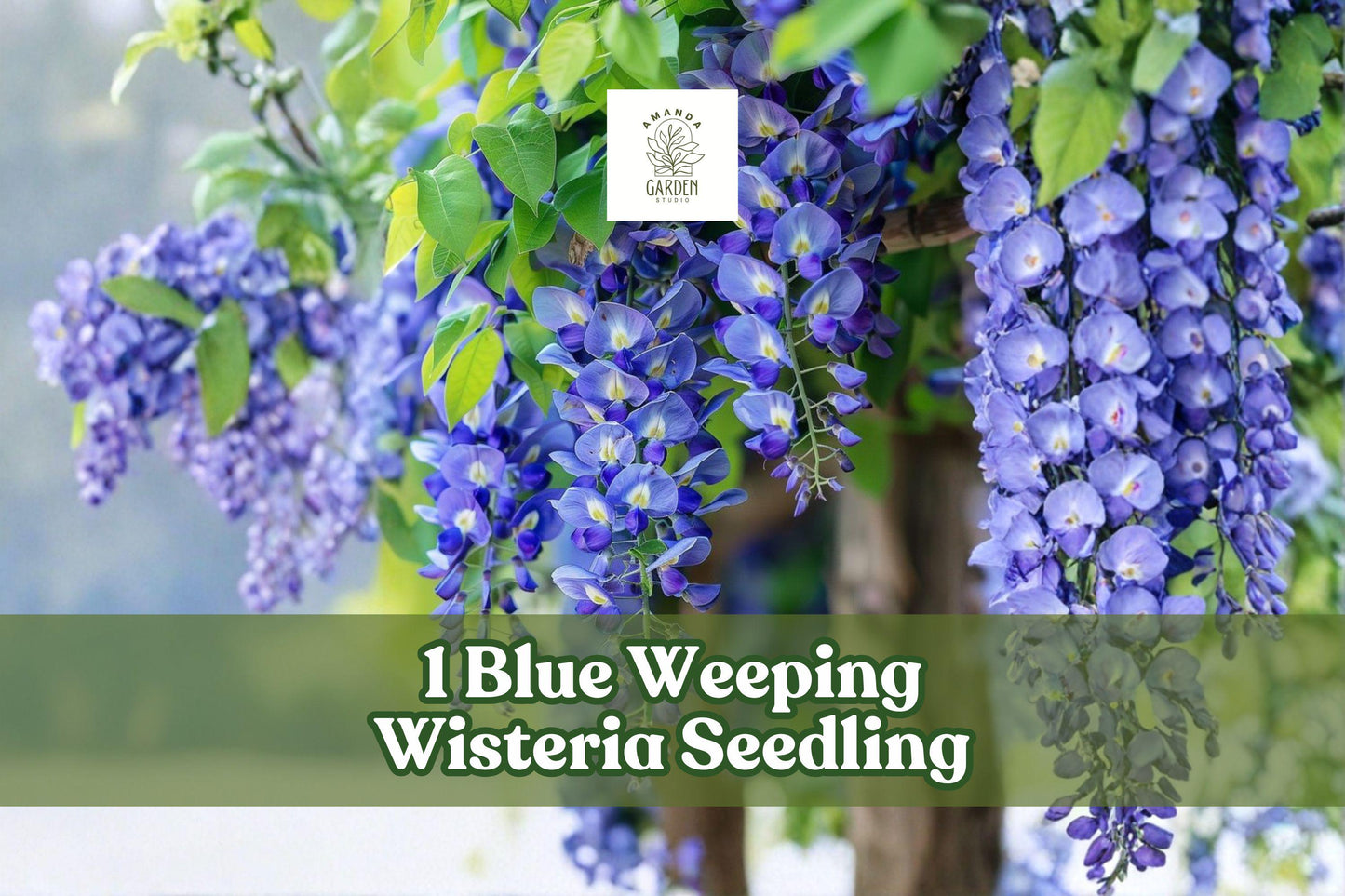 Blue Weeping Wisteria Seedling - Live Climbing Vine for Pergola Garden - Wisteria sinensis - Beautiful Blue Flowers
