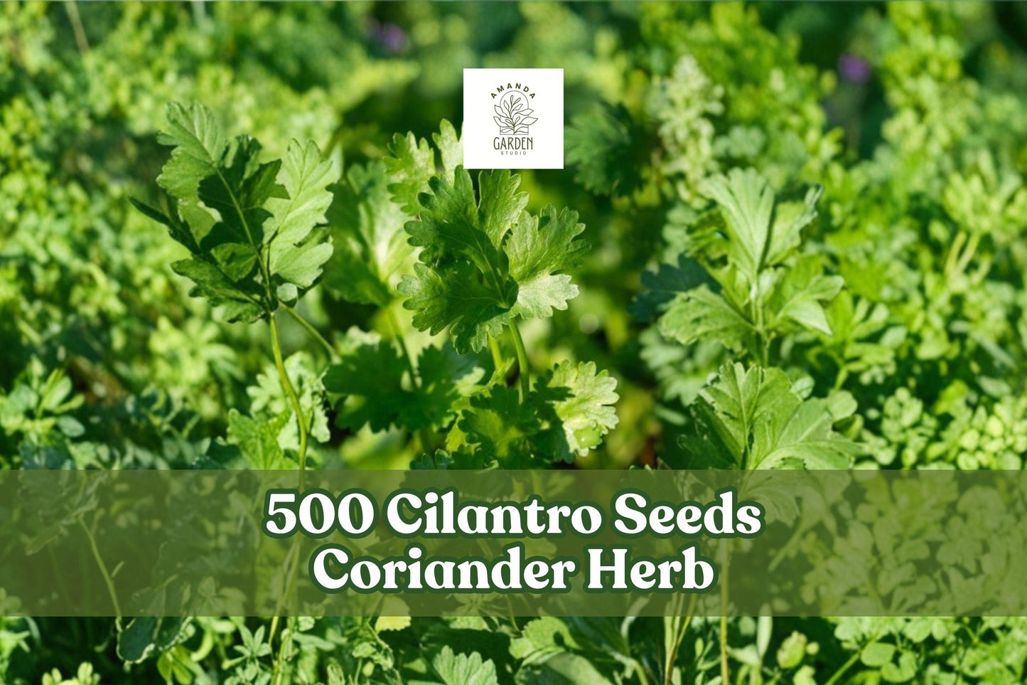 Cilantro Seeds 500+ Pack Coriander Herb Seeds Coriandrum sativum for Indoor Outdoor Kitchen Gardening