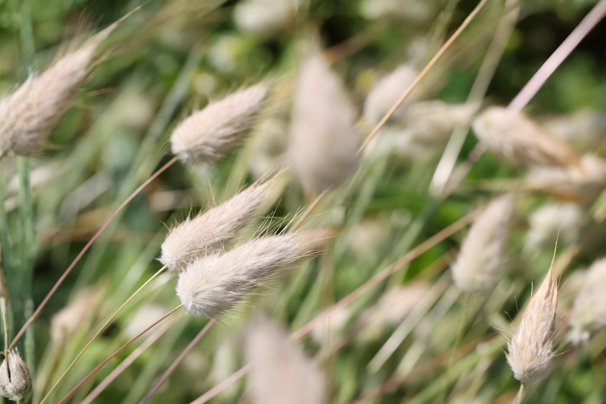 Hard Fescue Seeds (100) - Beacon Fine Fescue Grass - Festuca brevipila ‘Beacon’ - Drought Tolerant, Low-Maintenance Turf