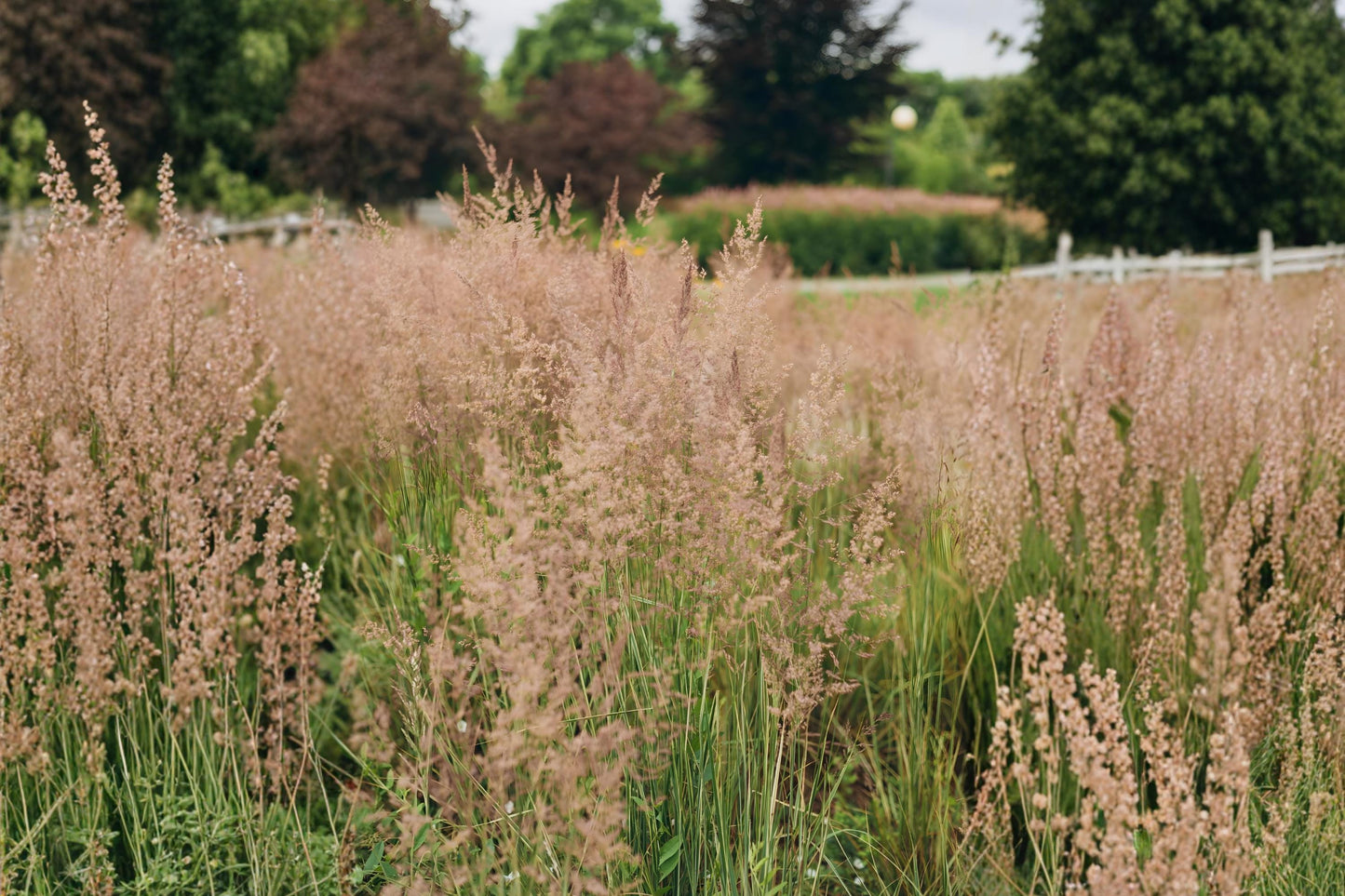Colonial Bentgrass Seeds (100) - Highland Fine Turf Grass, Agrostis tenuis ‘Highland’ - Dense, Smooth Turf for Cool Climates