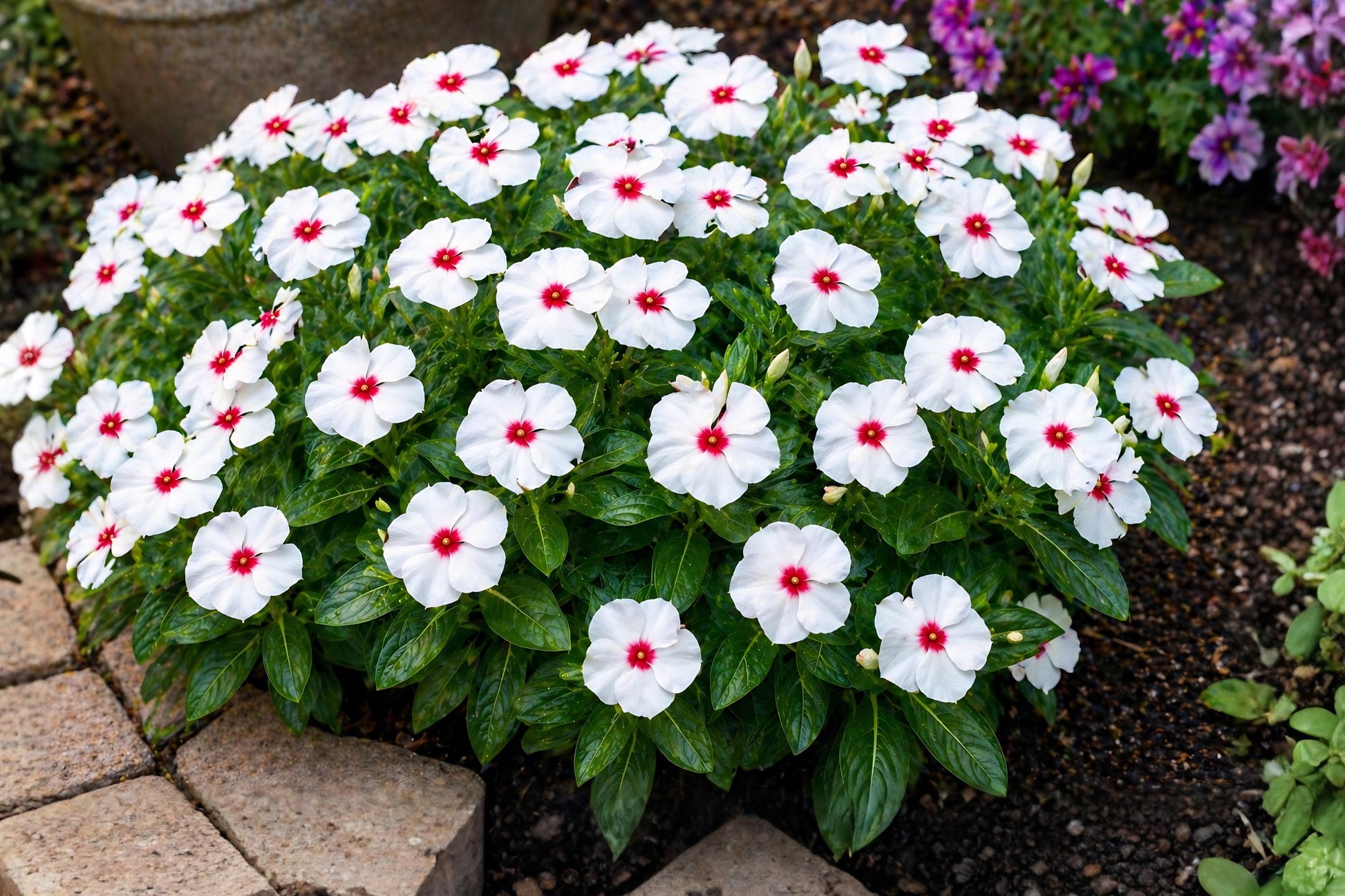 Polka Dot Vinca Seeds (10 Pelleted) | Pacifica XP Series | Catharanthus roseus | Bright White Petals with Bold Center