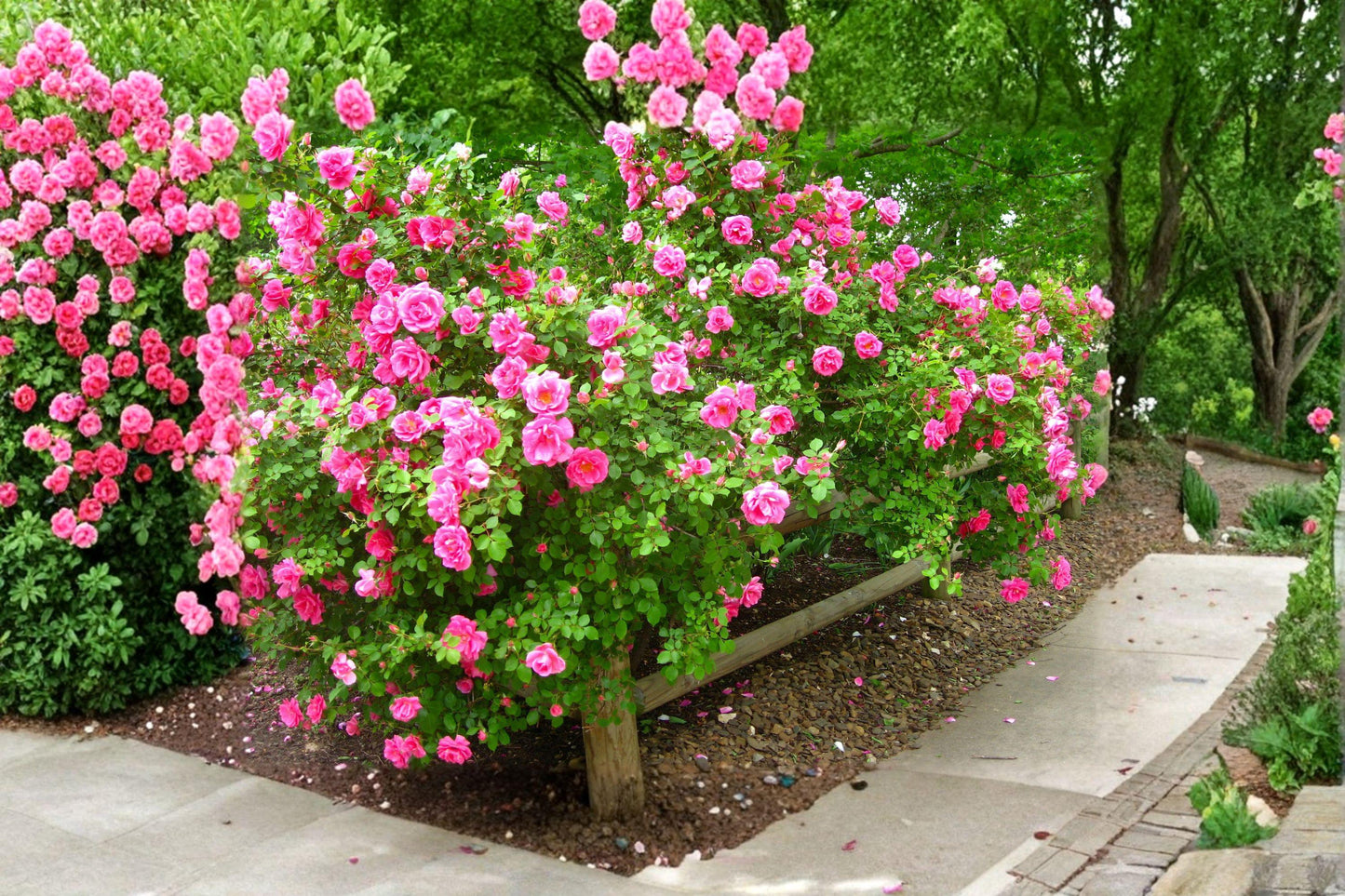 Carefree Wonder Rose Cuttings - 3 Unrooted Pink Rosa hybrid for Propagation and Grafting - Flowering Shrub for Garden Beds