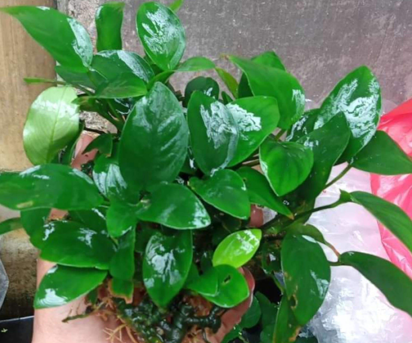 Anubias Nana Live Aquarium Plant 1-3" Bare Root Low Light Freshwater Anubias barteri var. nana - Easy Care for Nano Tanks