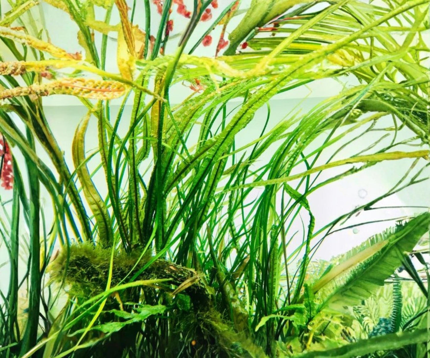 Live Aquarium Plant 7–10 Inch Cryptocoryne Balansae Freshwater Easy Care Midground Background Plant - Cryptocoryne balansae