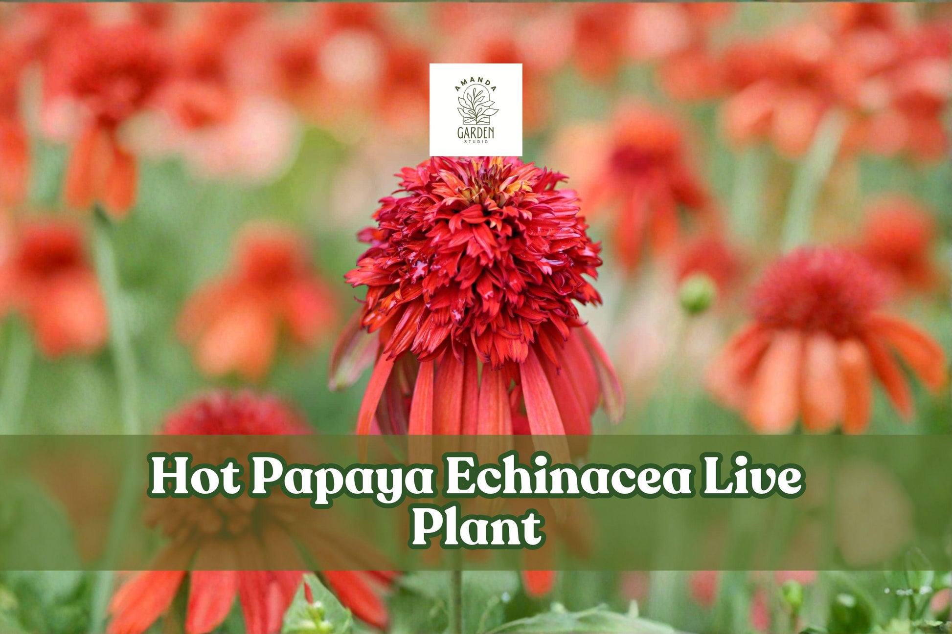 Hot Papaya Echinacea Live Plant Starter - Orange Coneflower (Echinacea E. purpurea hybrid) in 2.25" Container for Pollinator Gardens