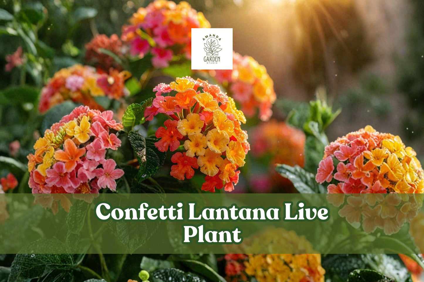 Confetti Lantana Live Plant Starter Plug | Multicolor Flowering Lantana (Lantana) for Sunny Gardens & Containers
