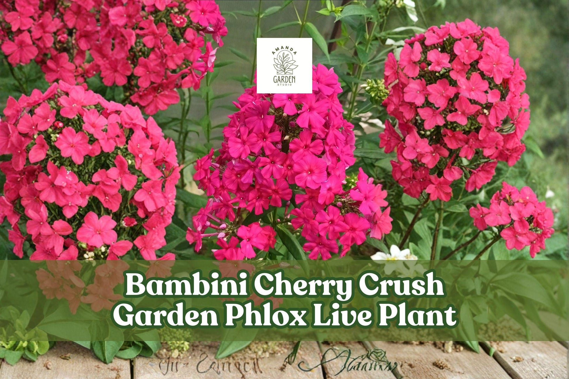 Bambini Cherry Crush Phlox Live Plant | Pink Red Perennial Flower Starter | Phlox paniculata | Perfect for Borders & Gardens