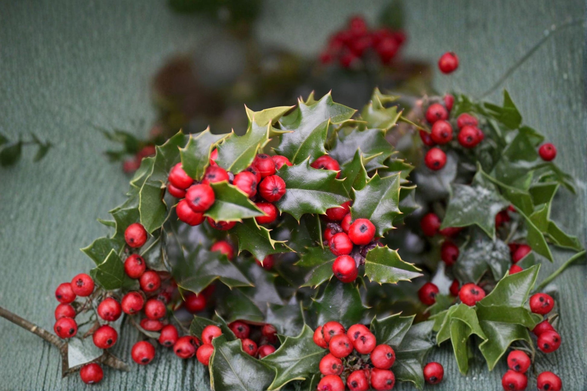English Holly Cuttings 3 Pack Red Beauty Ilex aquifolium Evergreen Shrub for Propagation Garden Landscaping