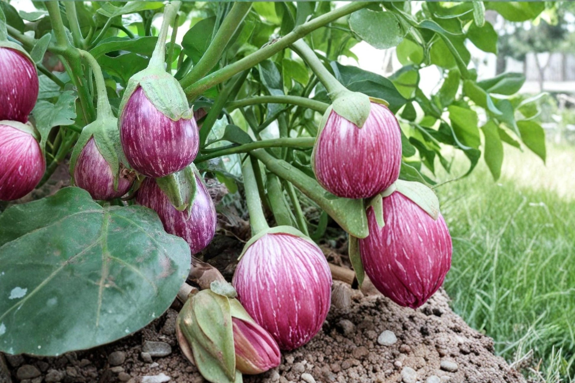 Striped Eggplant Seeds - 50 Heirloom Seeds of Solanum melongena - White & Purple Striped Fruit for Garden or Container