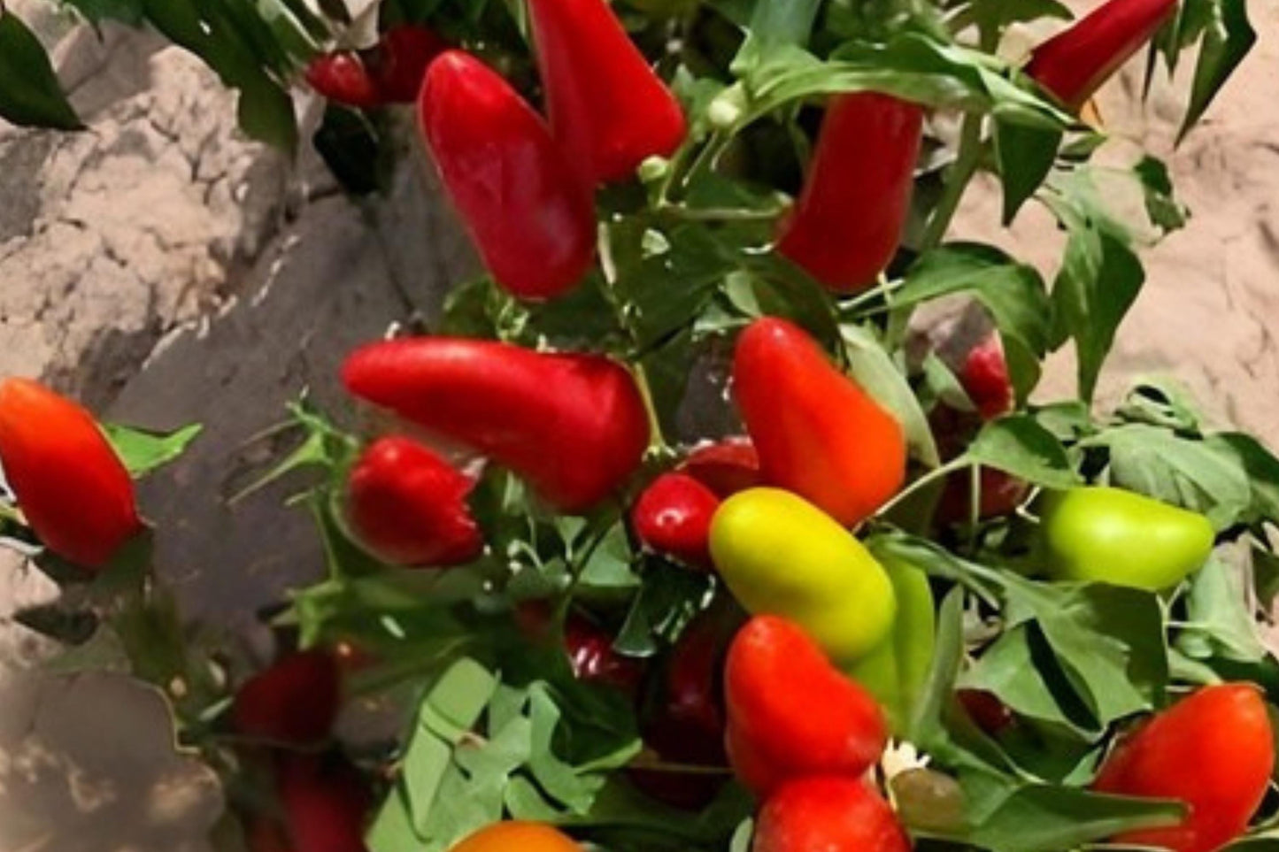 Fresno Chili Pepper Seeds (25) | Hot Pepper Seeds | Capsicum annuum | Bright Red Fruits for Salsas & Cooking