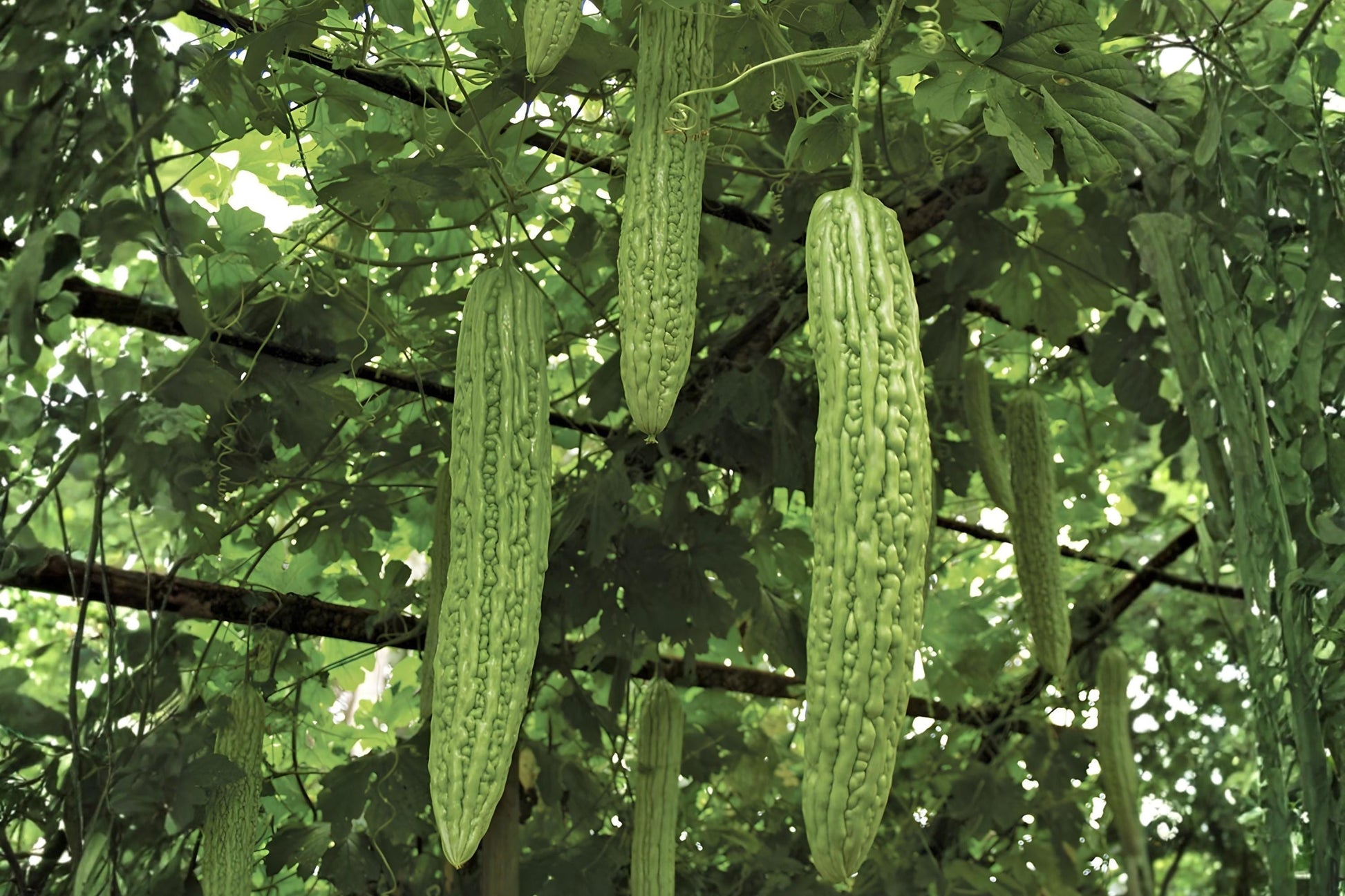Bitter Gourd Seeds (5) - Tropical Bitter Melon, Momordica charantia - Easy to Grow, Bumpy Green Fruits for Asian Cuisine