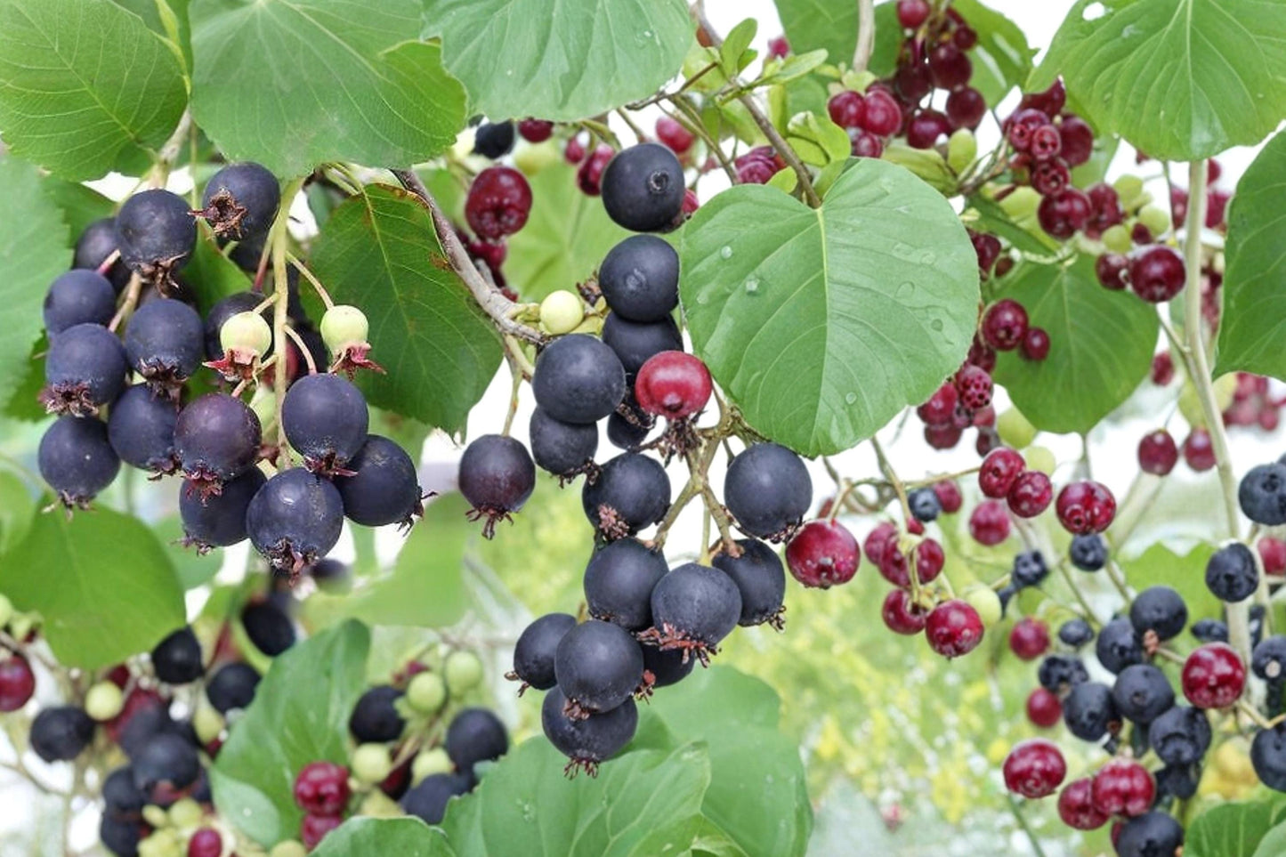 Saskatoon Serviceberry Seeds - 50 Pack, Fruiting Shrub, Purple-Blue Berries, Amelanchier alnifolia - Hardy Edible Plant