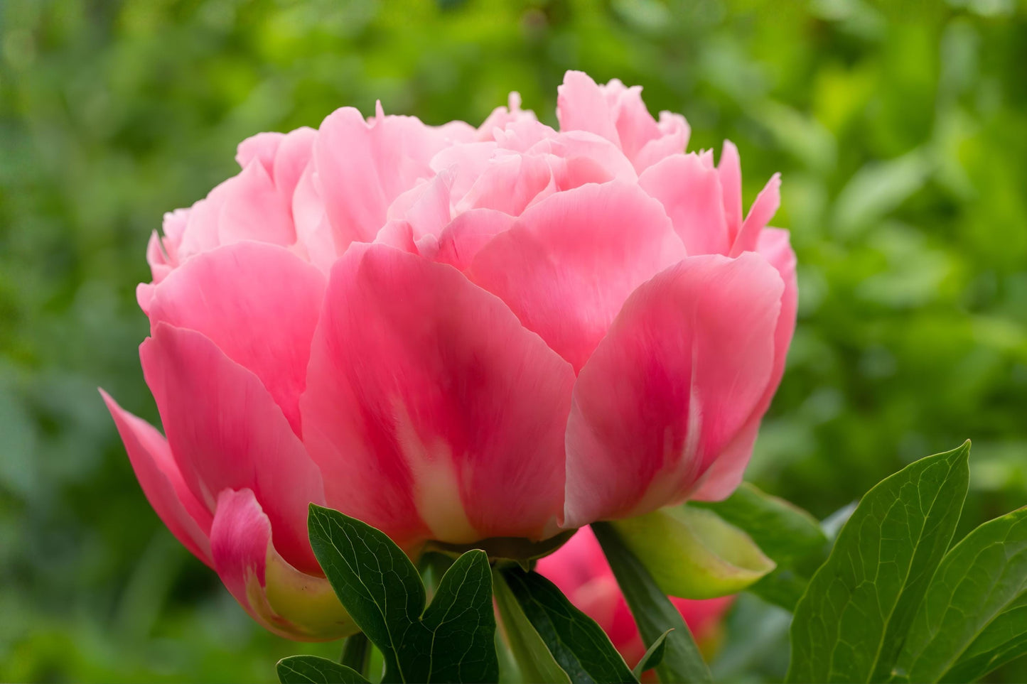 Garden Peony Seeds (5) | Chinese Peony in Pink, White, Red | Paeonia lactiflora | Perennial Flower Seeds for Cottage Gardens