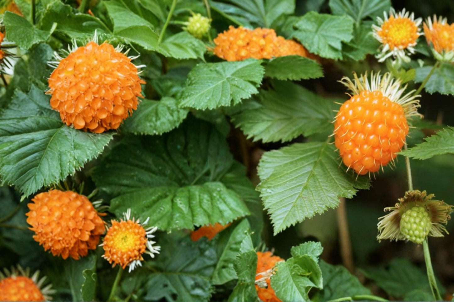 Salmonberry Seeds - 50 Count - Rubus spectabilis - Fruiting Shrub with Pink Flowers & Salmon-Red Berries - Edible Berry Plant