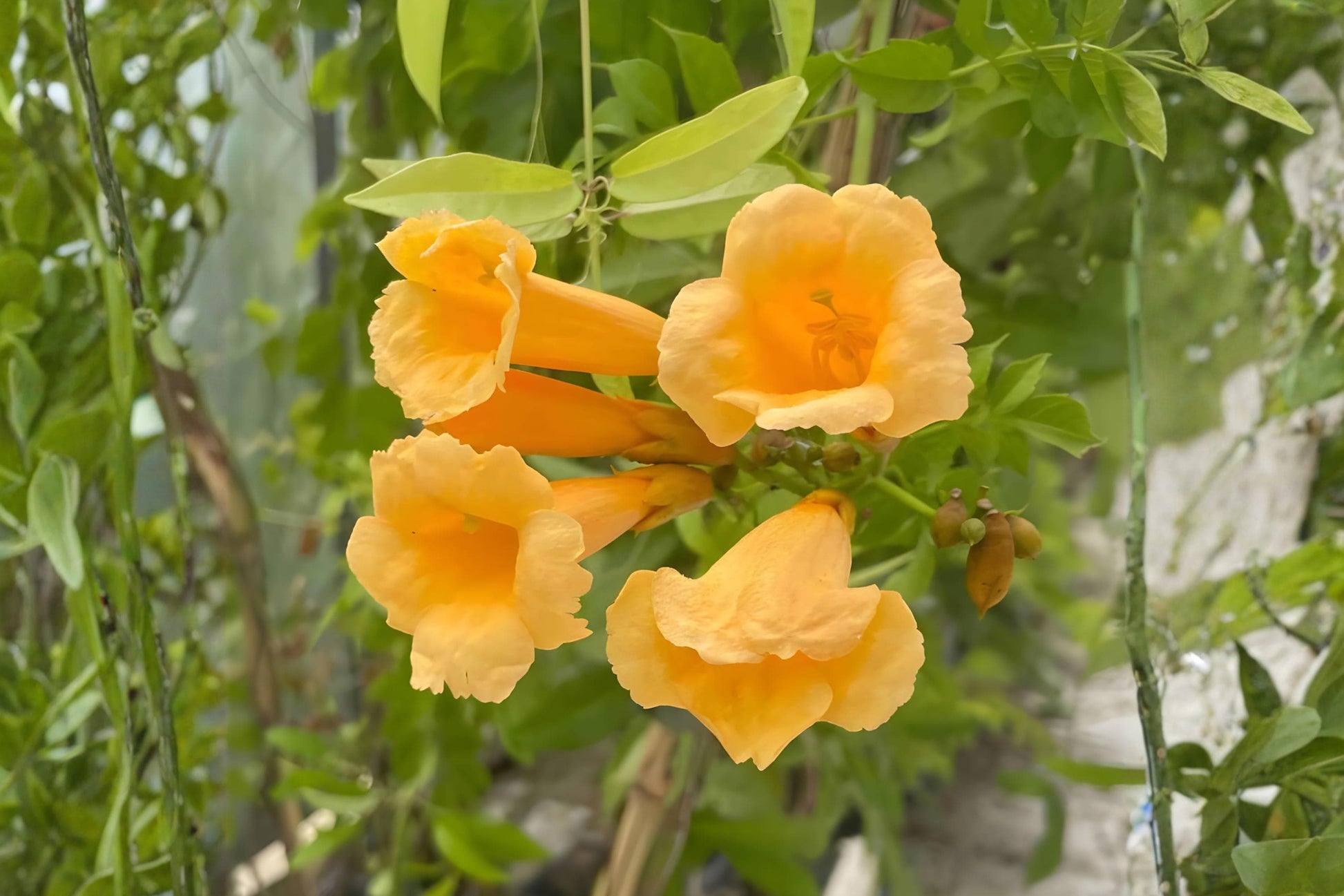 Yellow Trumpet Vine Seeds (20) | Campsis radicans 'Flava' | Fast-Growing Climbing Vine with Yellow Blooms