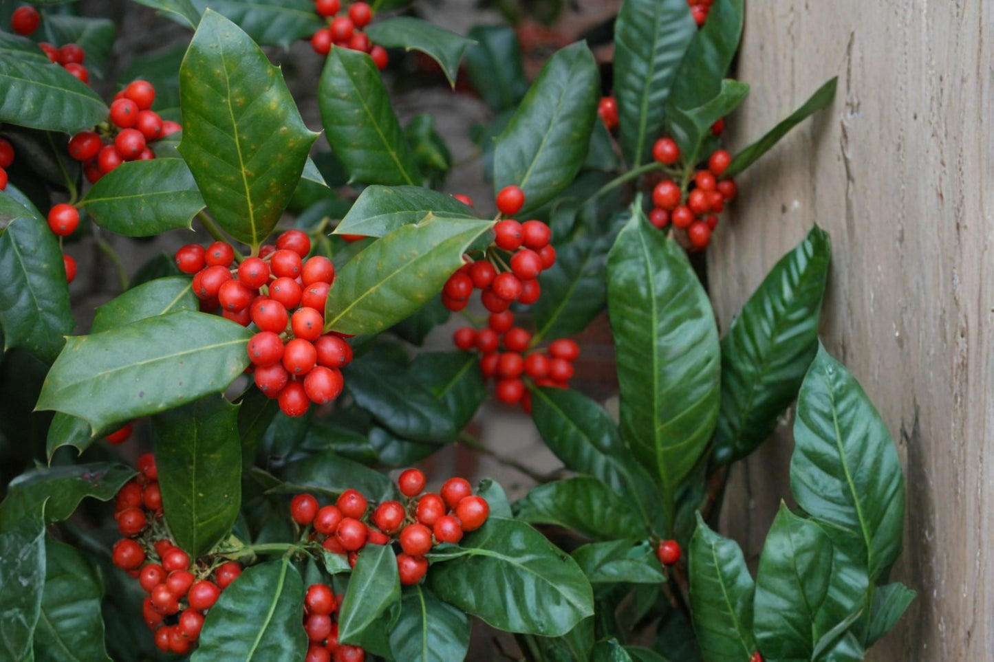 Chinese Holly Seeds - 10 Pack - Evergreen Shrub with Red Berries - Ilex cornuta - Perfect for Landscaping and Hedges