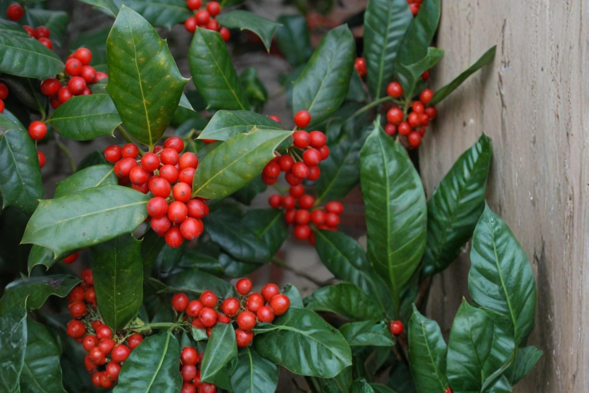 Chinese Holly Seeds - 10 Pack - Evergreen Shrub with Red Berries - Ilex cornuta - Perfect for Landscaping and Hedges