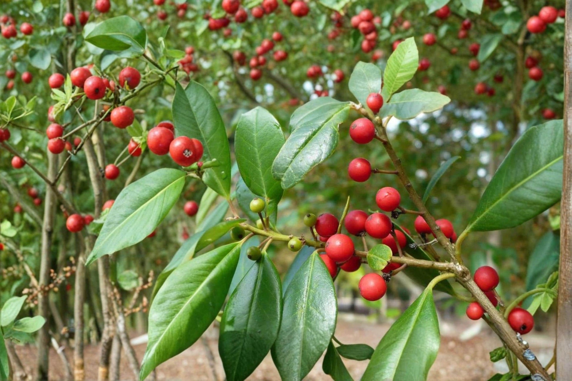 Deciduous Holly Seeds - 10 Seeds Ilex decidua - Red Berry Shrub for Wildlife, Ornamental Use, Full Sun to Partial Shade