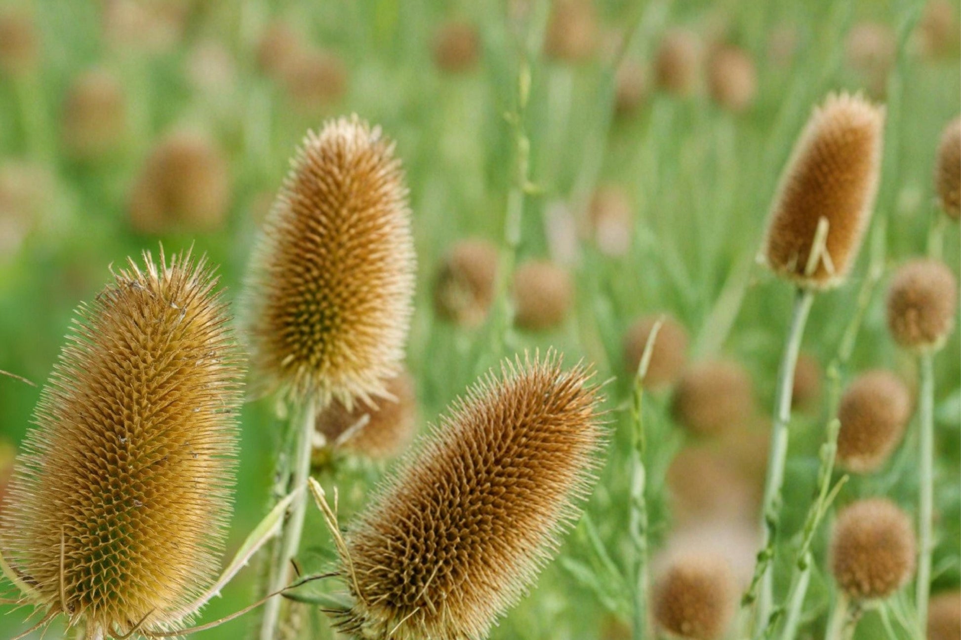 Cultivated Teasel Seeds - 30 Seeds - Purple Flowering Biennial - Dipsacus sativus - Pollinator-Friendly Garden Plant