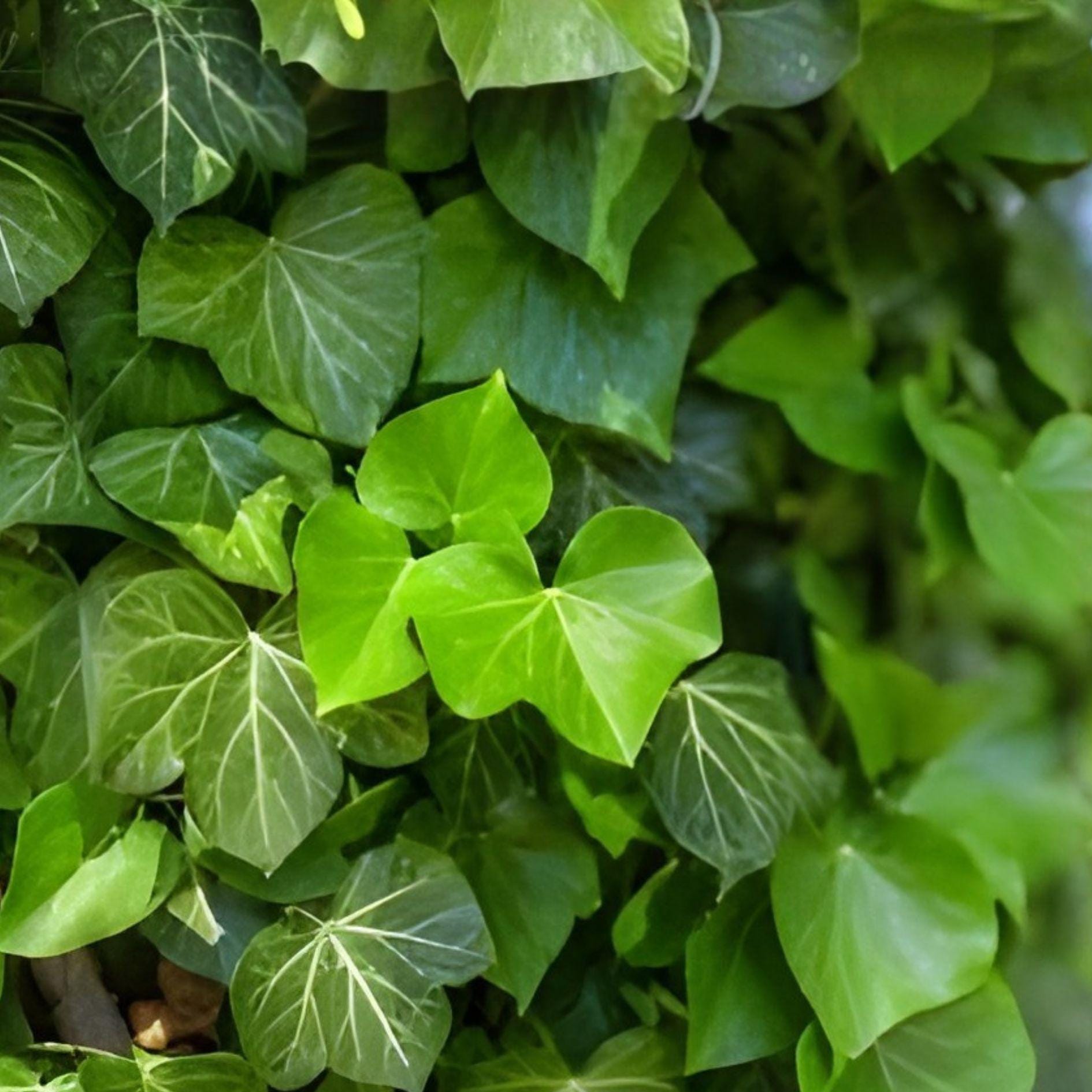 Heirloom English Ivy Cuttings - 20 Unrooted Easy Evergreen Climbing Plant - Hedera helix - Lush Trailing Foliage
