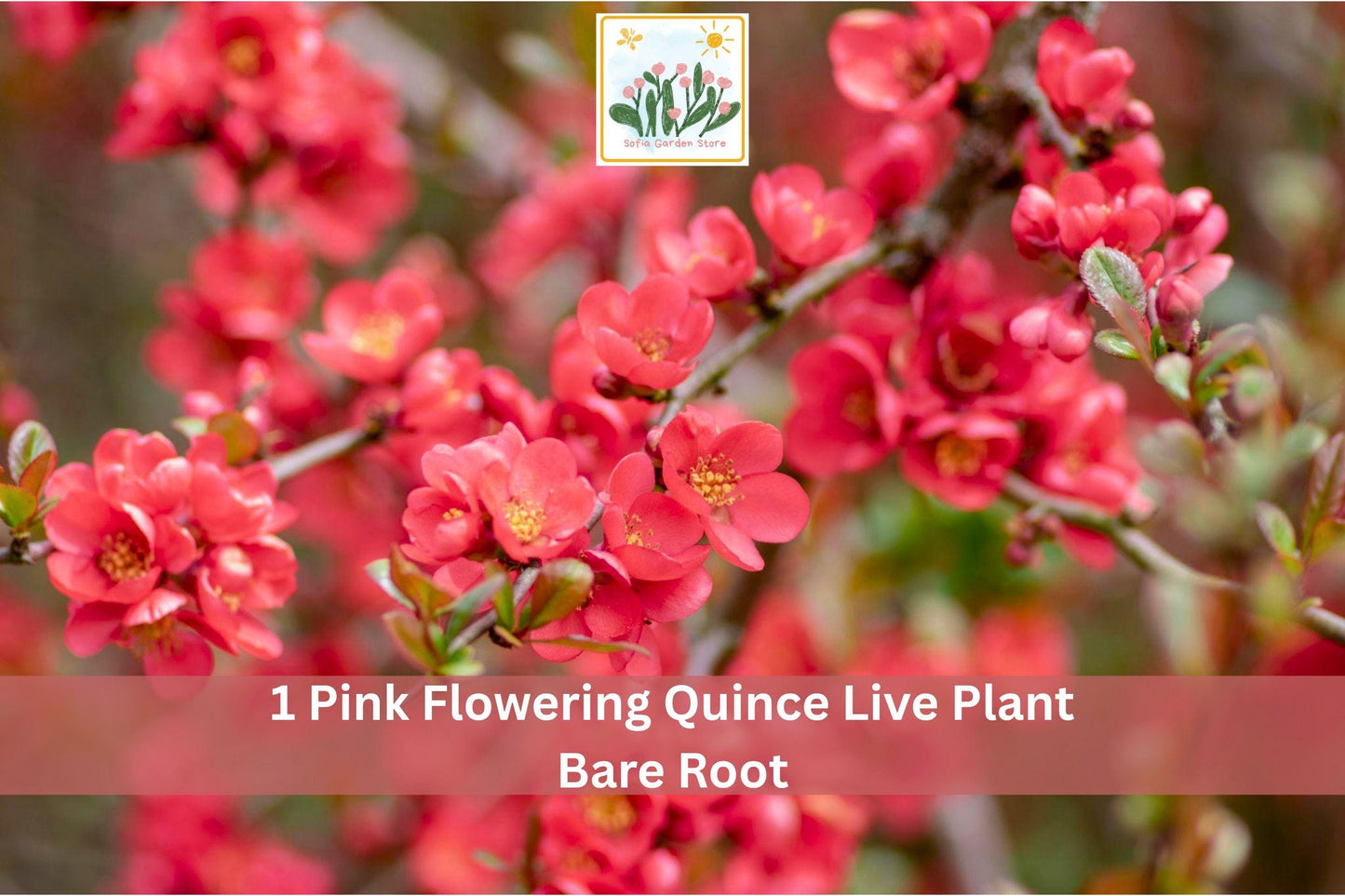 Pink Flowering Quince Live Plant Bare Root Chaenomeles japonica - Hardy Garden Shrub with Bright Pink Blossoms for Spring Color