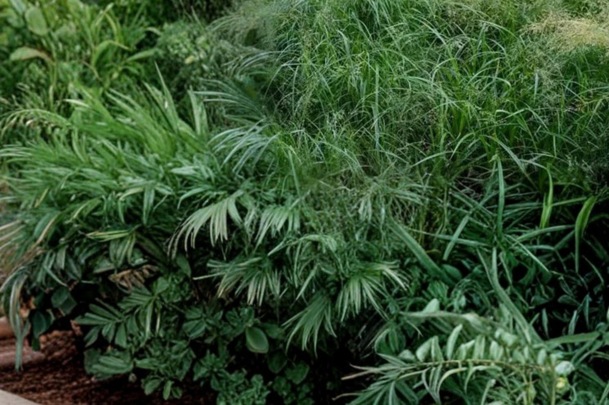 Rough Bluegrass Seeds - 100 Seeds - Poa trivialis - Cool-Season Perennial Grass for Shade Lawns and Ground Cover