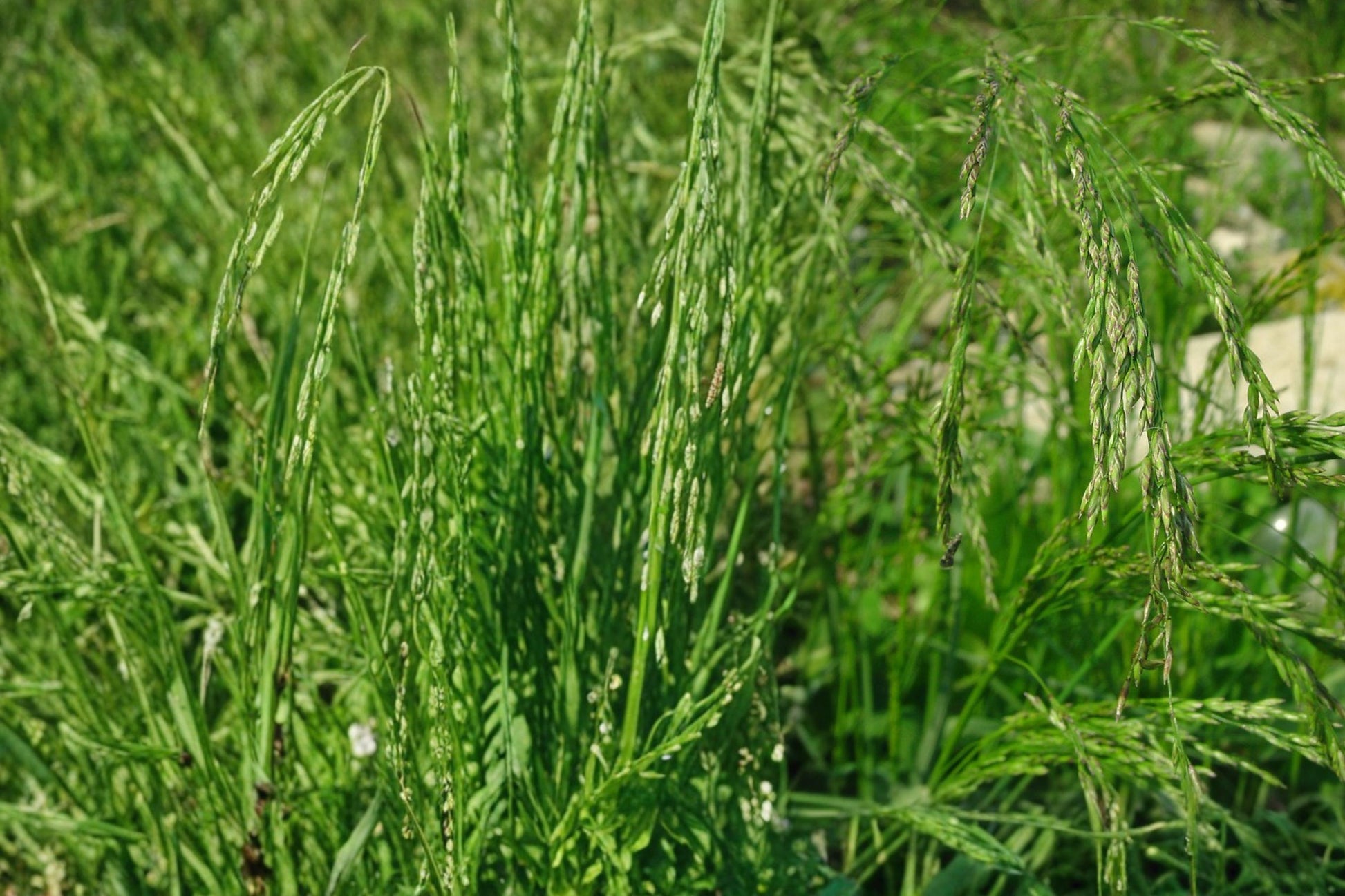 Fowl Bluegrass Seeds - 100 Count - Poa palustris - Cool-Season Perennial Grass for Moist Habitats and Naturalized Landscapes