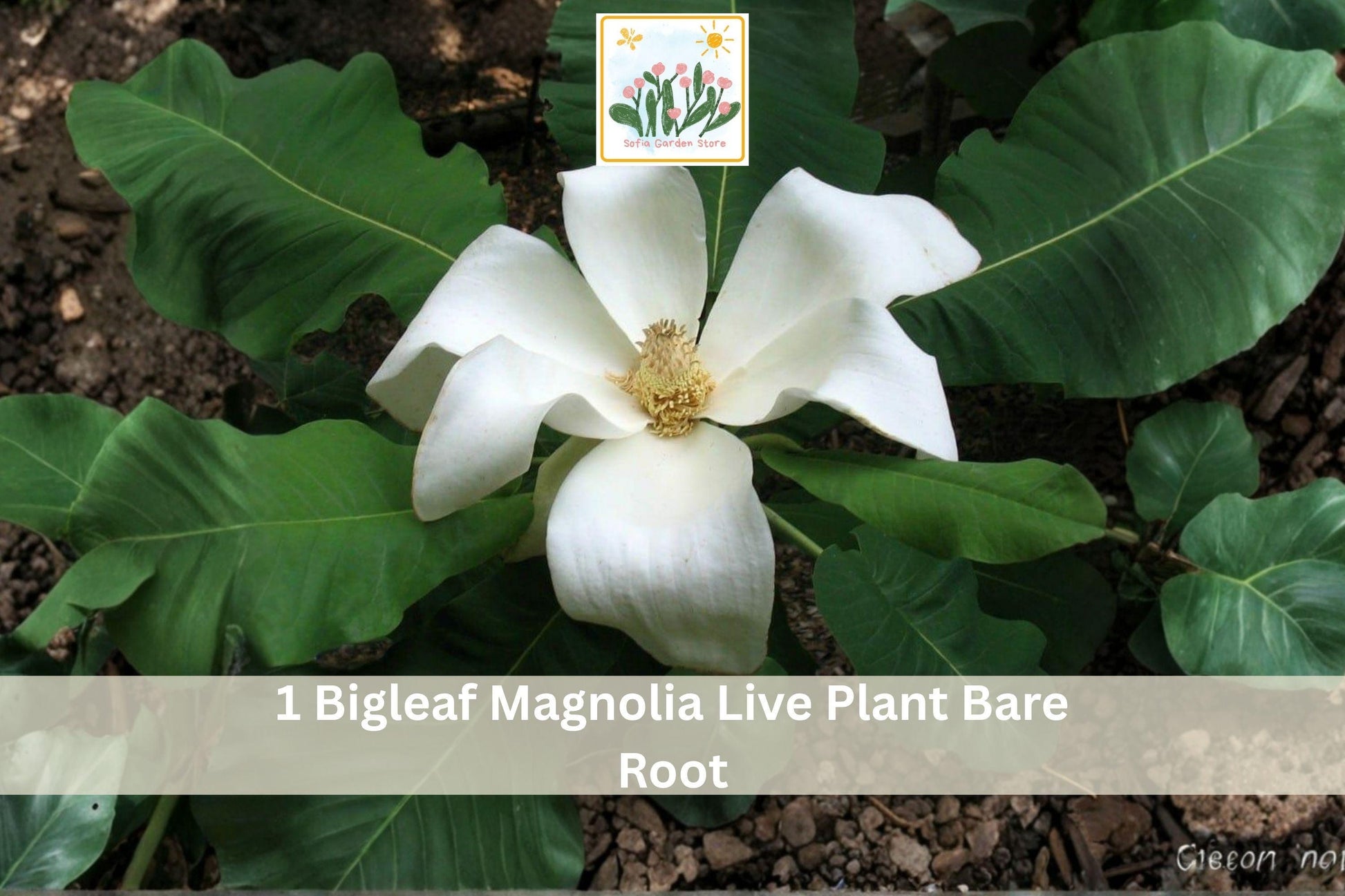 Bigleaf Magnolia Live Plant Bare Root Sapling White Flowers Magnolia macrophylla Unique Tropical Tree Garden Focal Point