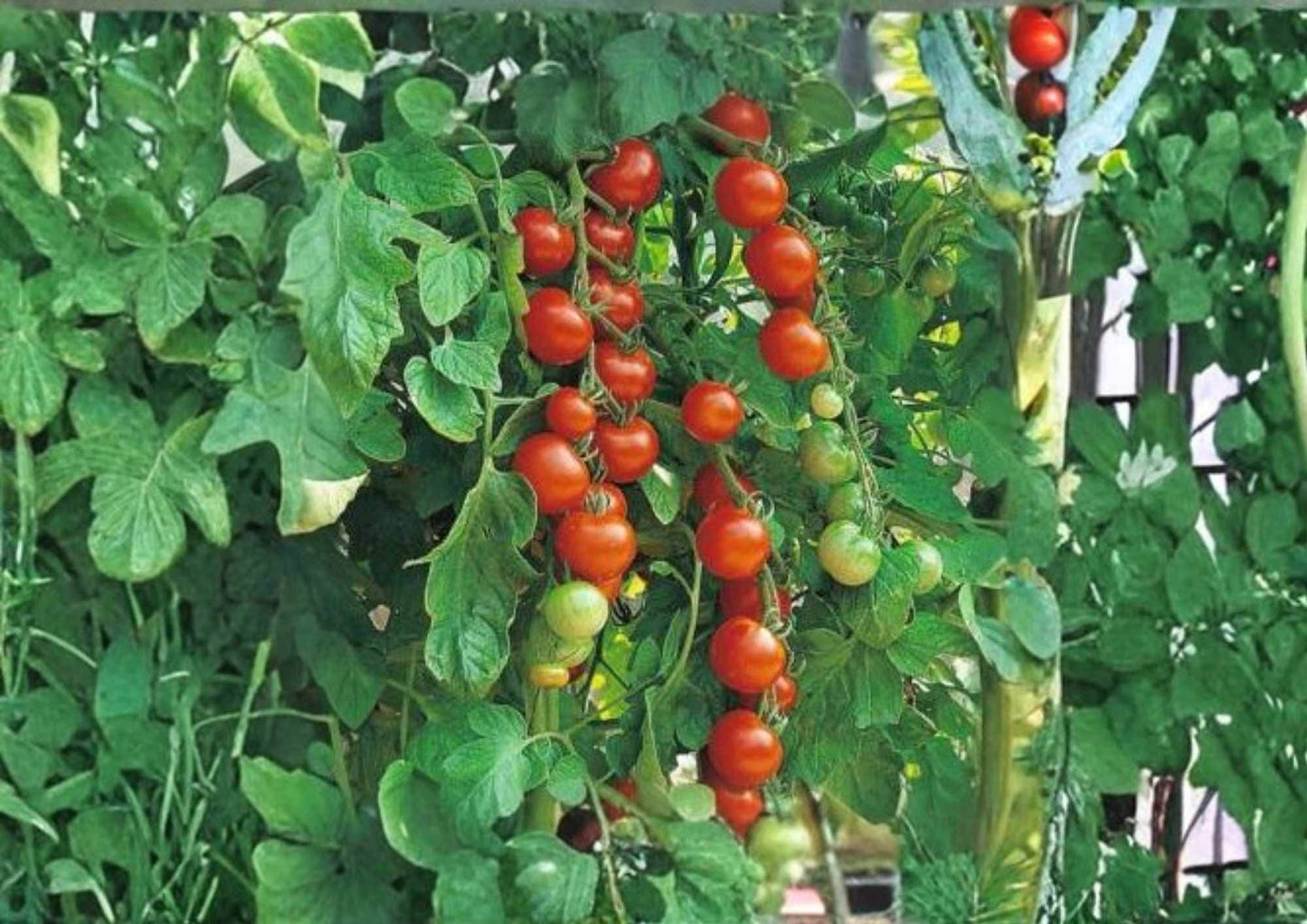 Waterfall Tomato Seeds - 10+ Heirloom Cherry Seeds, Sweet Cascading Variety for High Yield Hanging Baskets - Fast Growing