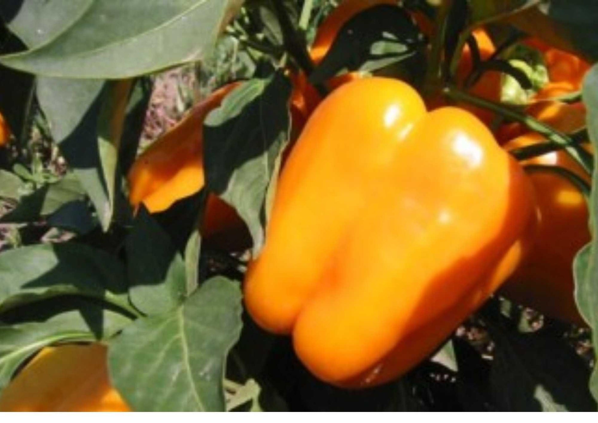 Orange King Bell Pepper Seeds - 120+ Heirloom Non-GMO Sweet Pepper Seeds for Garden Planting - Crisp Juicy High Yield