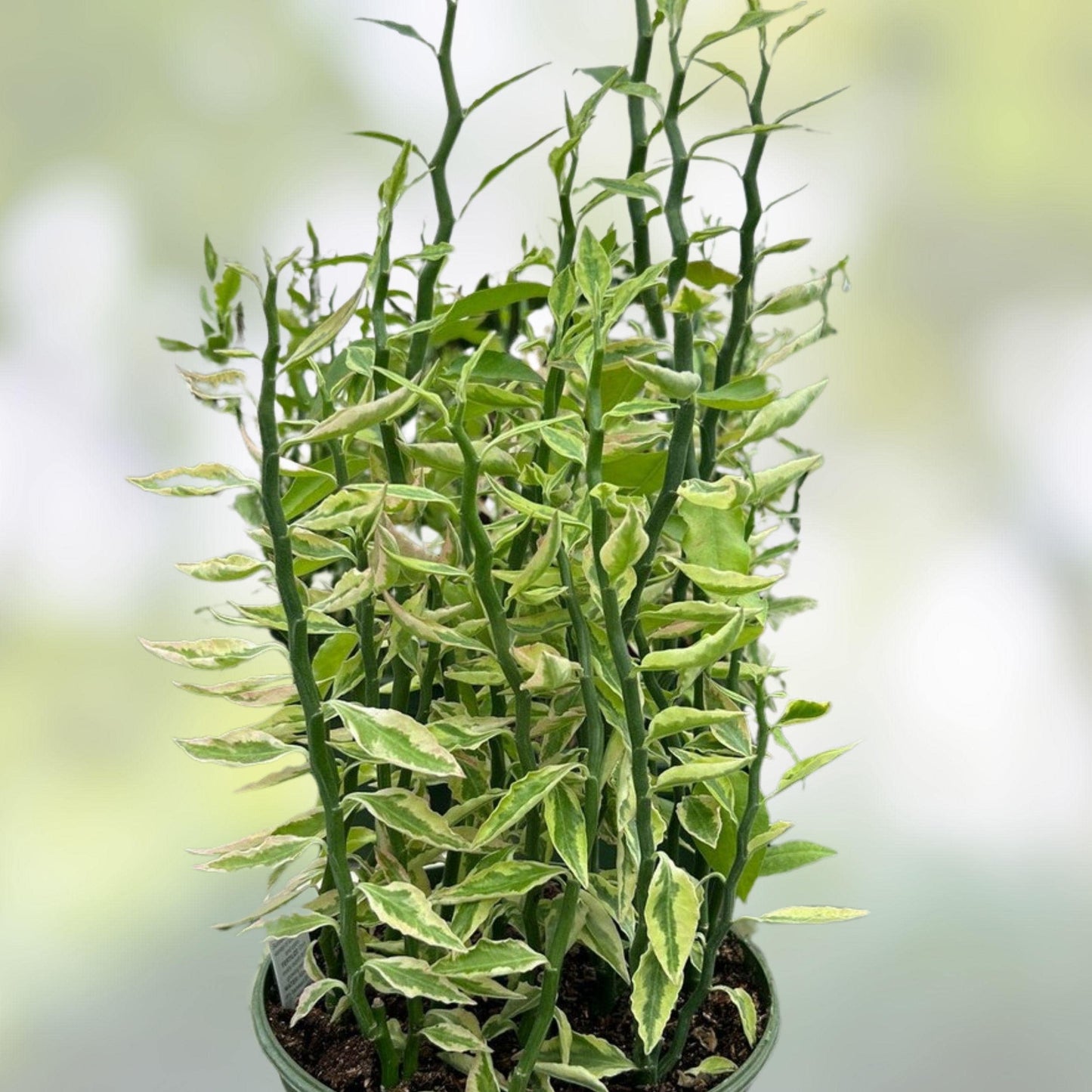 Variegated Devil's Backbone Succulent Cuttings & Rooted Plant Starter, Euphorbia tithymaloides Variegata for Indoor/Outdoor Garden