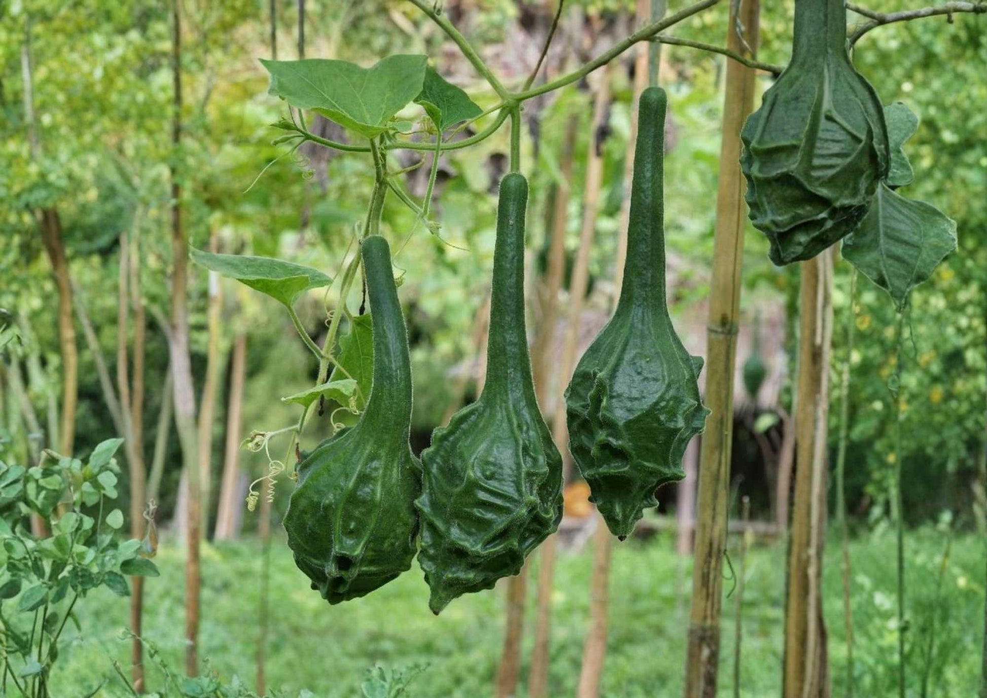 Caveman Club Dinosaur Gourd Seeds - 10 Heirloom Maranka Squash Seeds, Unique Long Club Shape, Rare Ornamental Gourd Variety