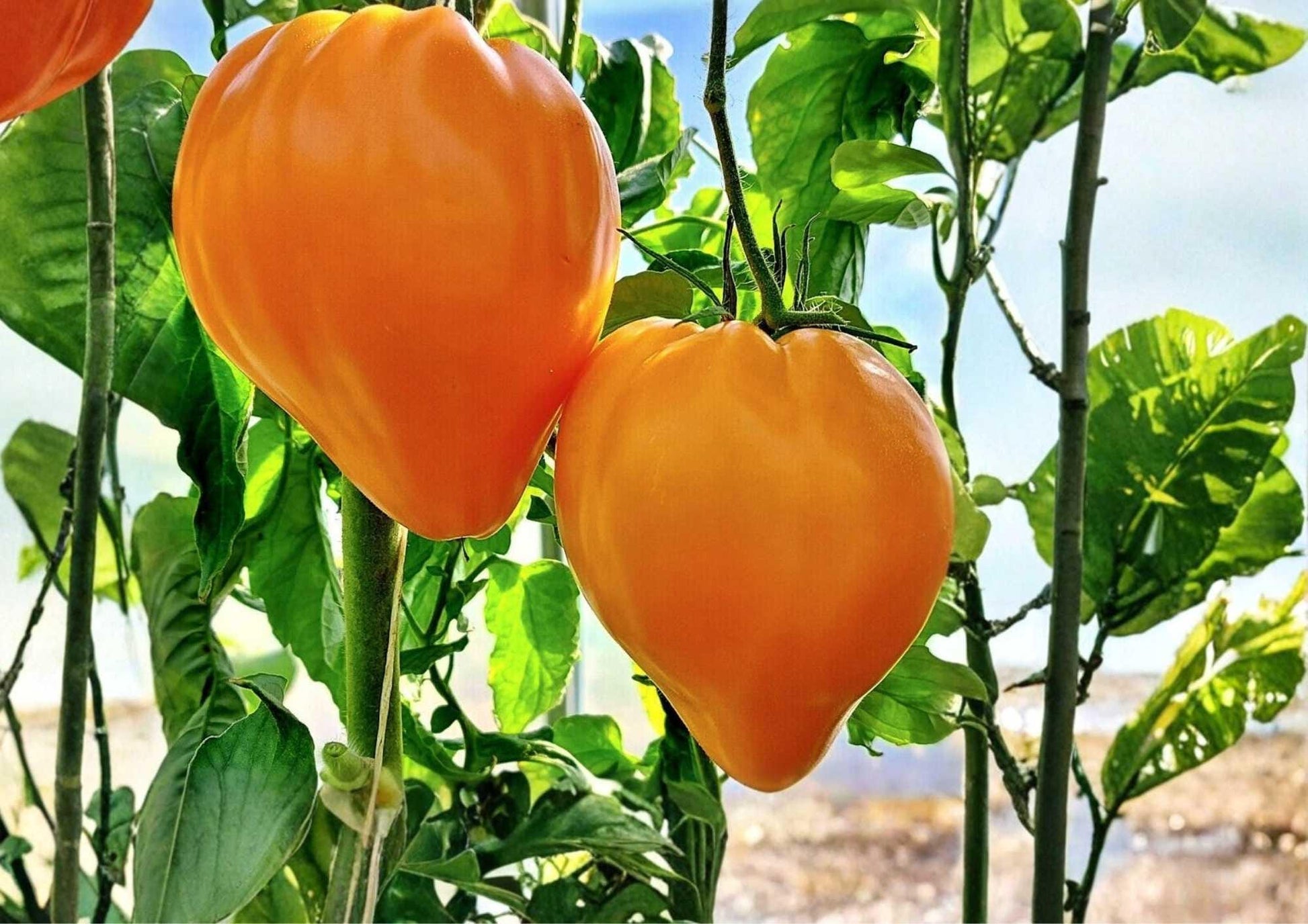 Orange Oxheart Tomato Seeds - 30+ Heirloom Non-GMO Rare Vegetable Seeds for Garden Planting (Solanum lycopersicum)