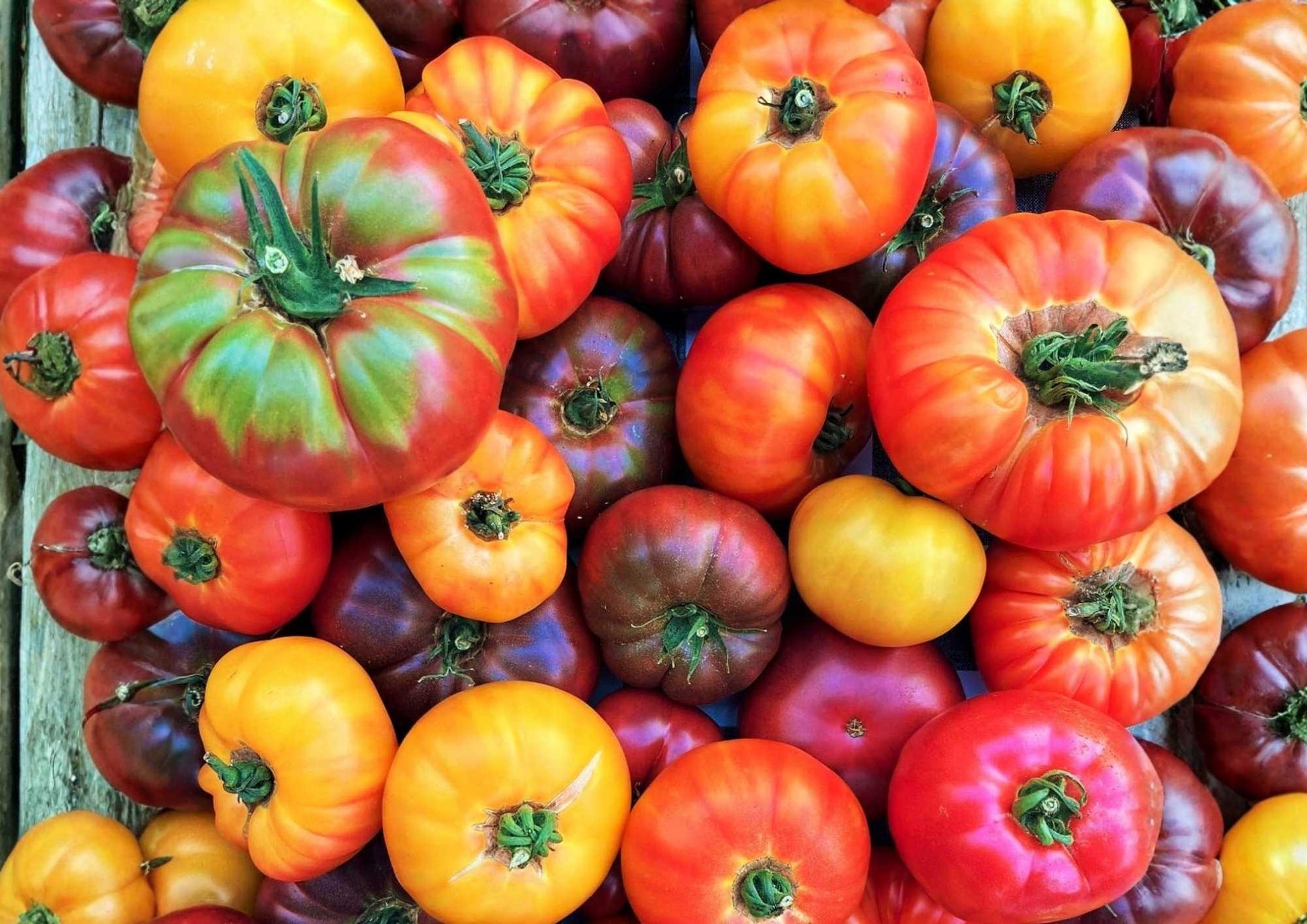 Big Rainbow Tomato Seeds - 30+ Heirloom Non-GMO Bicolor Beefsteak - Sweet Juicy Yellow Red - Perfect for Garden Planting