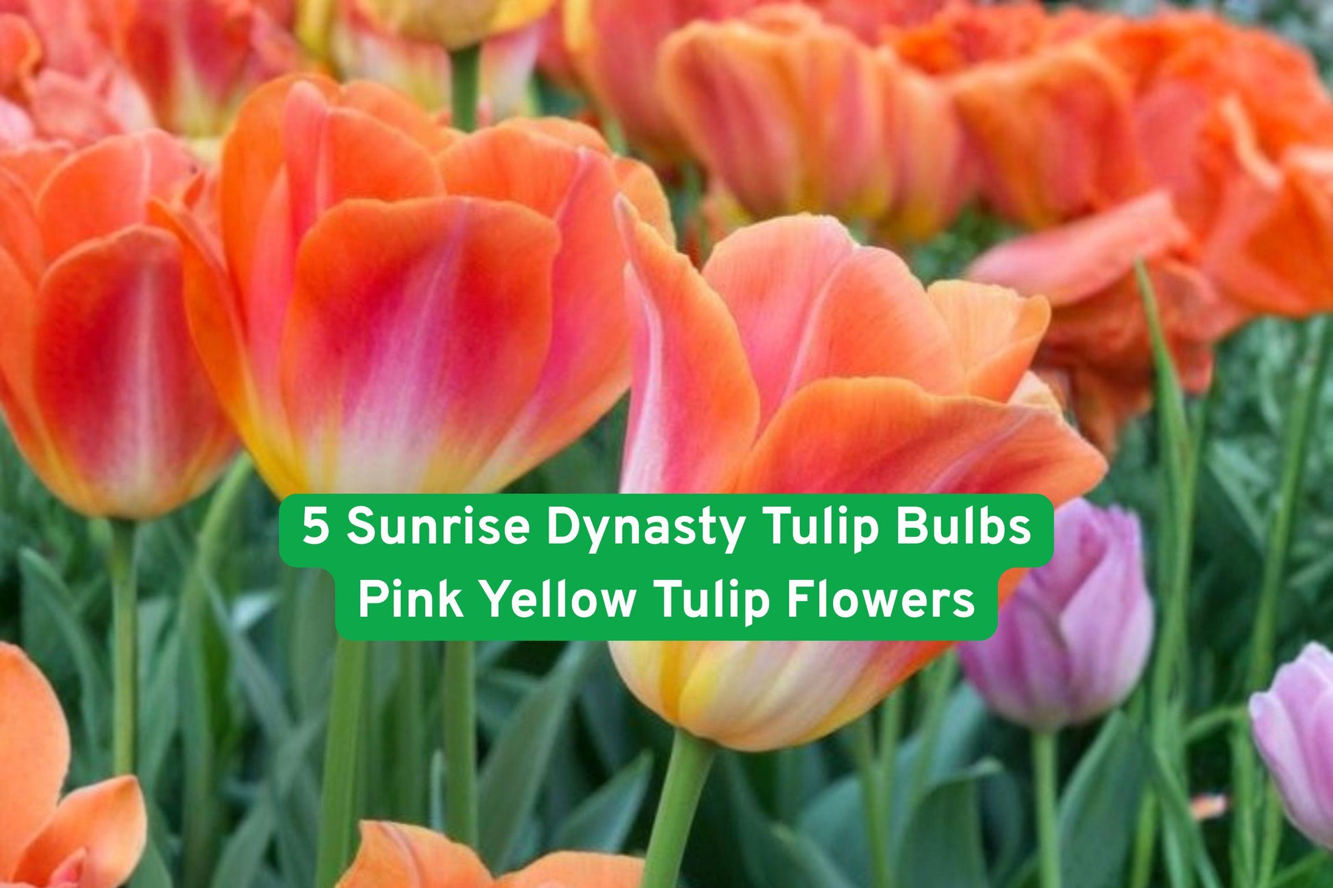 Sunrise Dynasty Tulip Bulbs - 5 Pink Yellow Flowering Bulbs (Tulipa spp.) for Spring Garden, Container Planting, Cut Flowers
